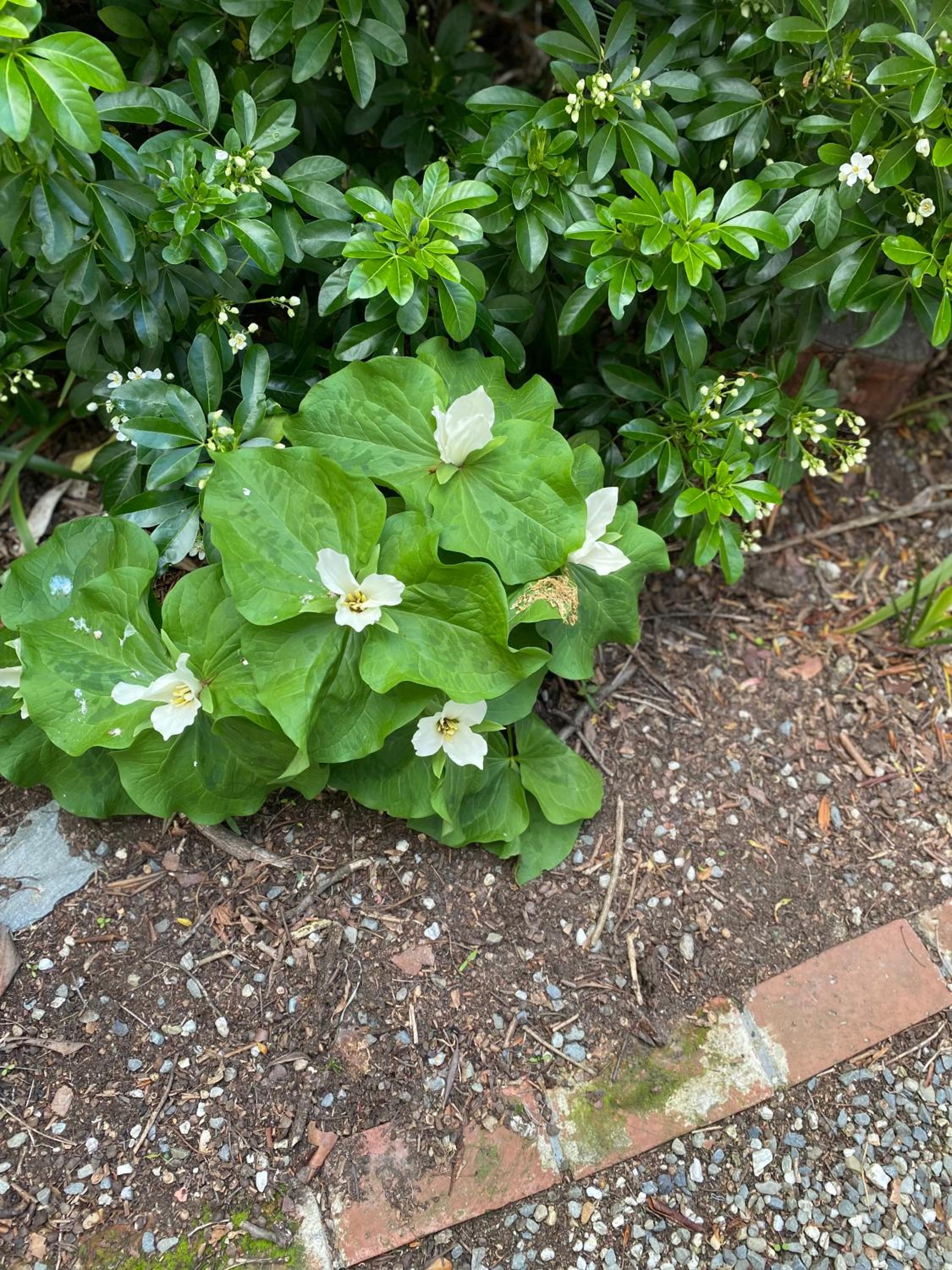 Donegal Gardens
