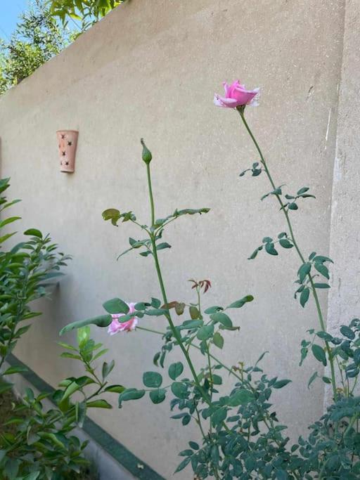 Ecolodge El Beit