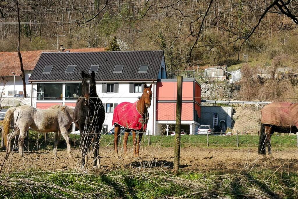 Exklusive Attika Wohnung mit 5 Zimmer nahe zur Schweiz