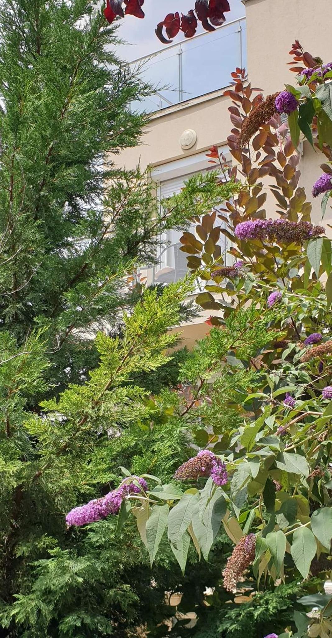 Violavilla Apartman Siófok view 2