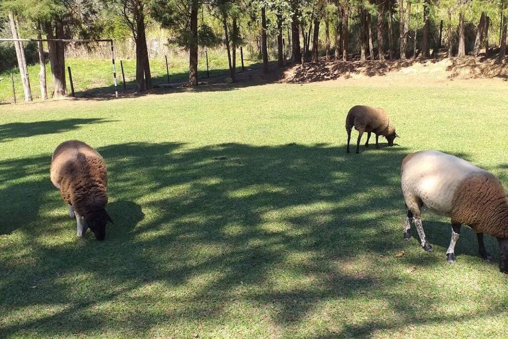Sitio - Mini Fazenda em ITU - SP