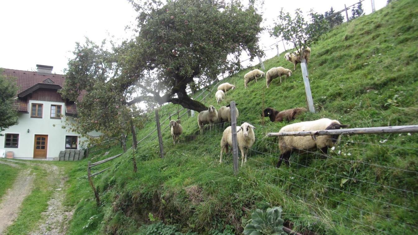 Photo 44