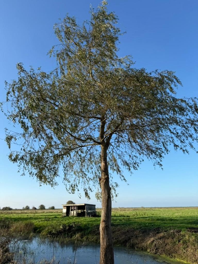 Photo 46