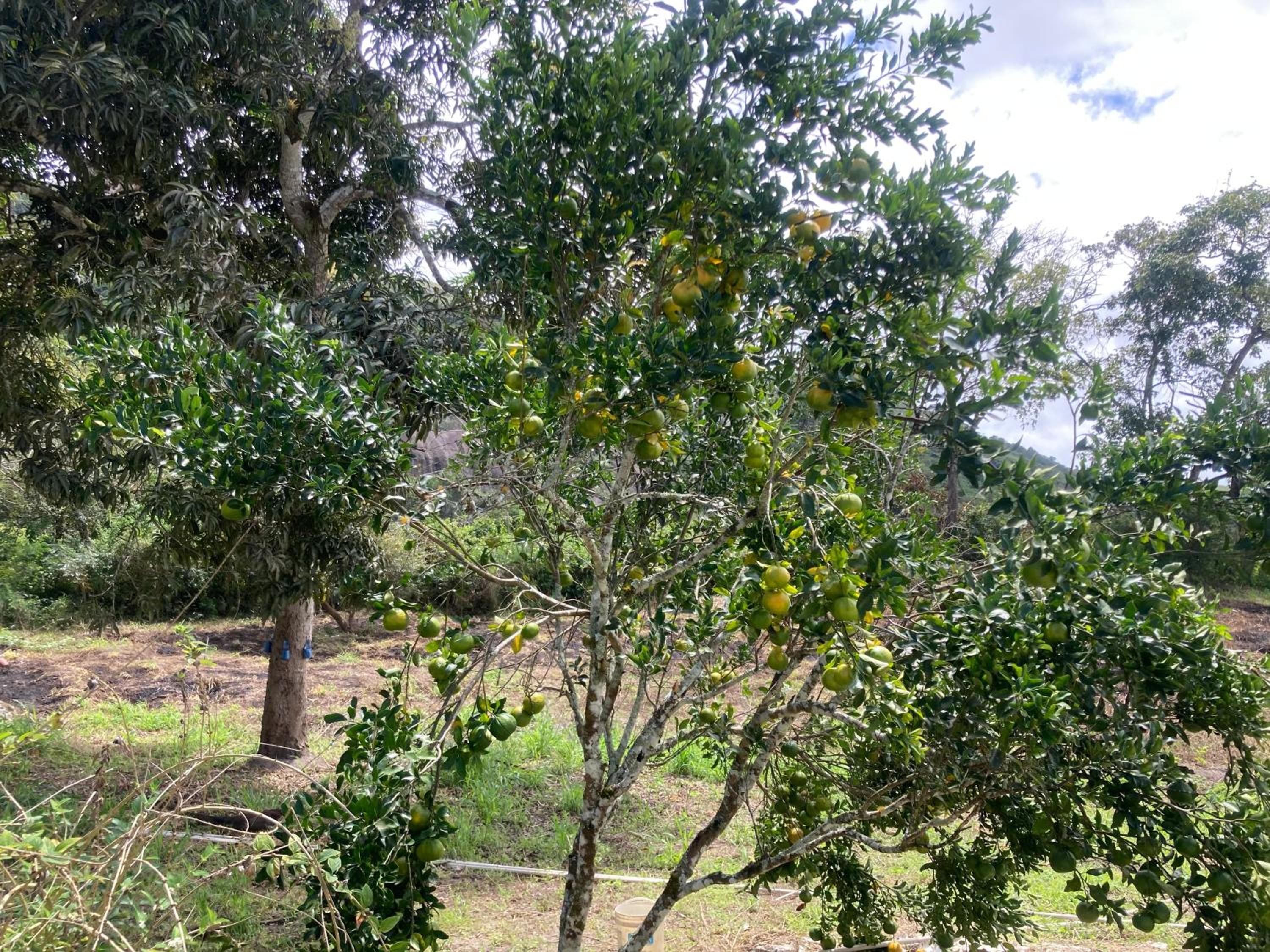Rancho 7 maravilha