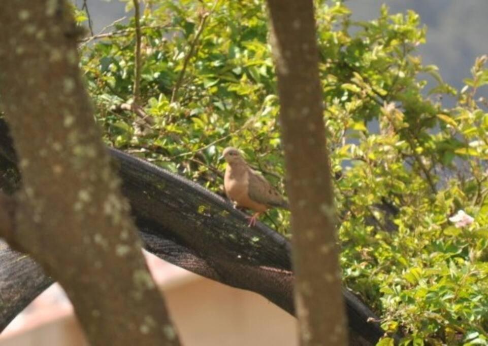 FLOR DEL CAMPO - Casa de Campo