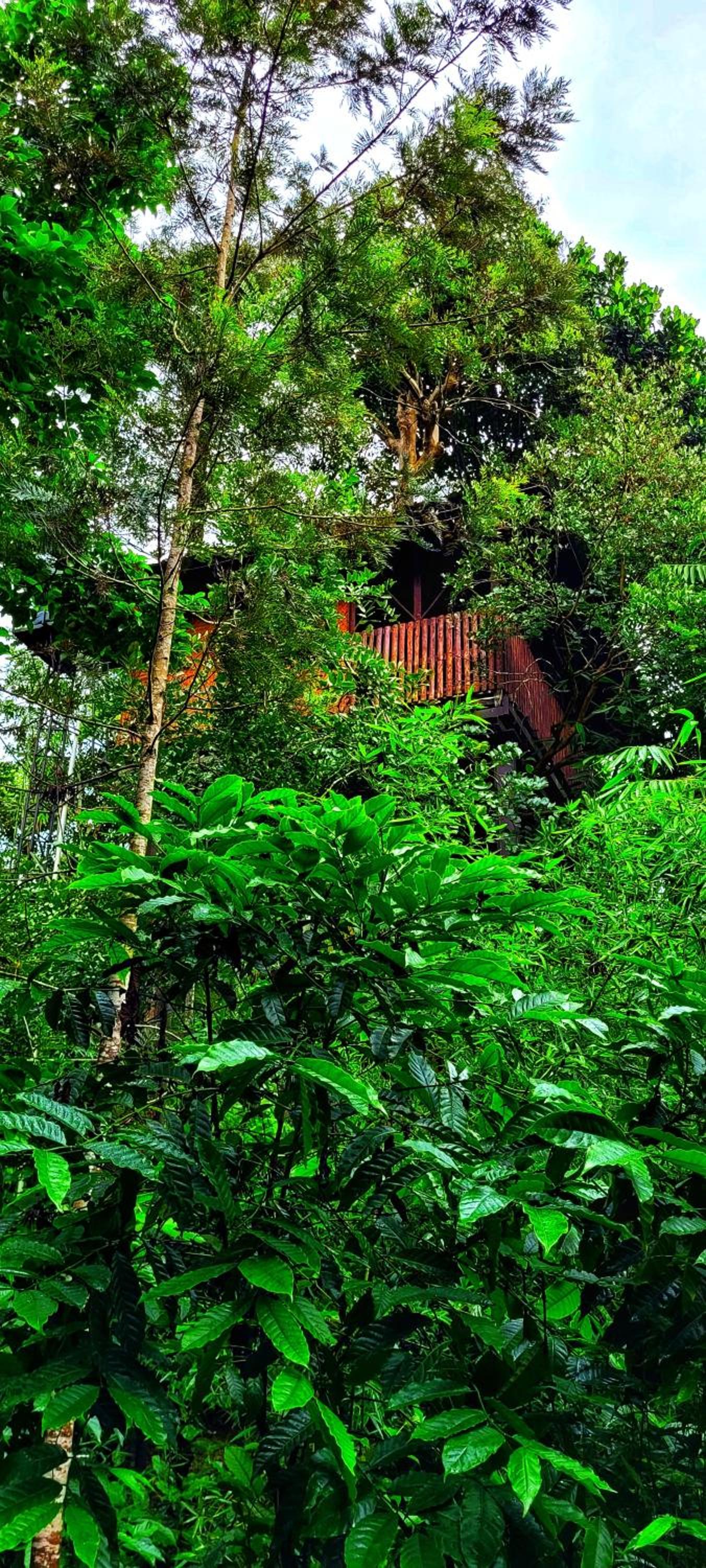 Greens Tree House & Wood House