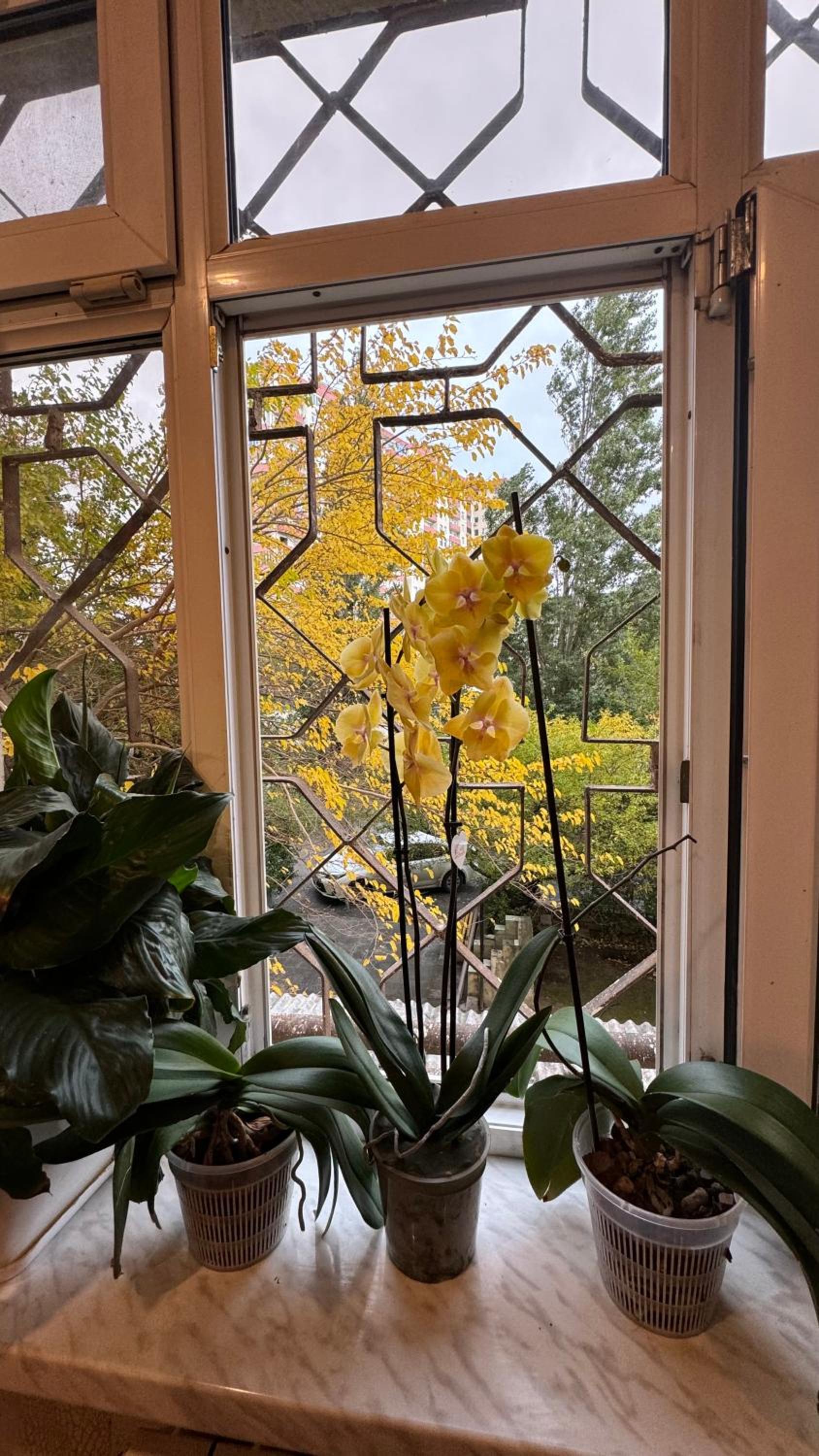 Sweet Apartament near Metro Cop 29