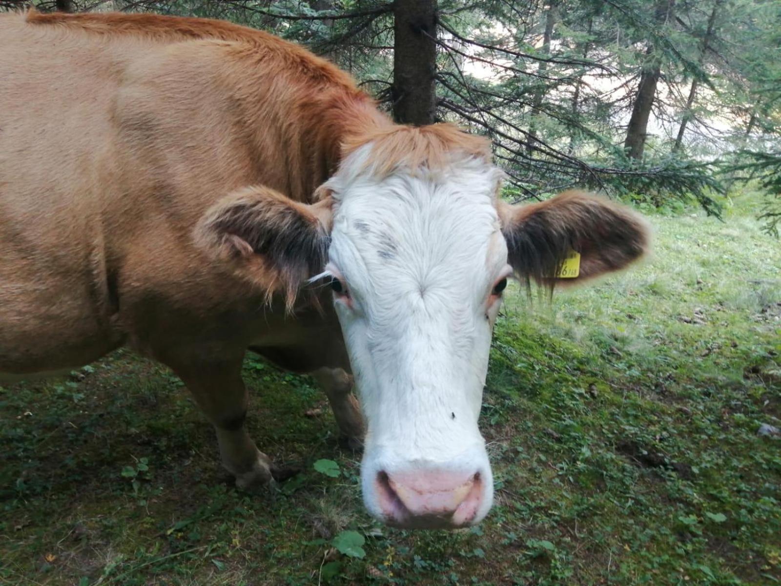 Arishorst Aussergasteighof