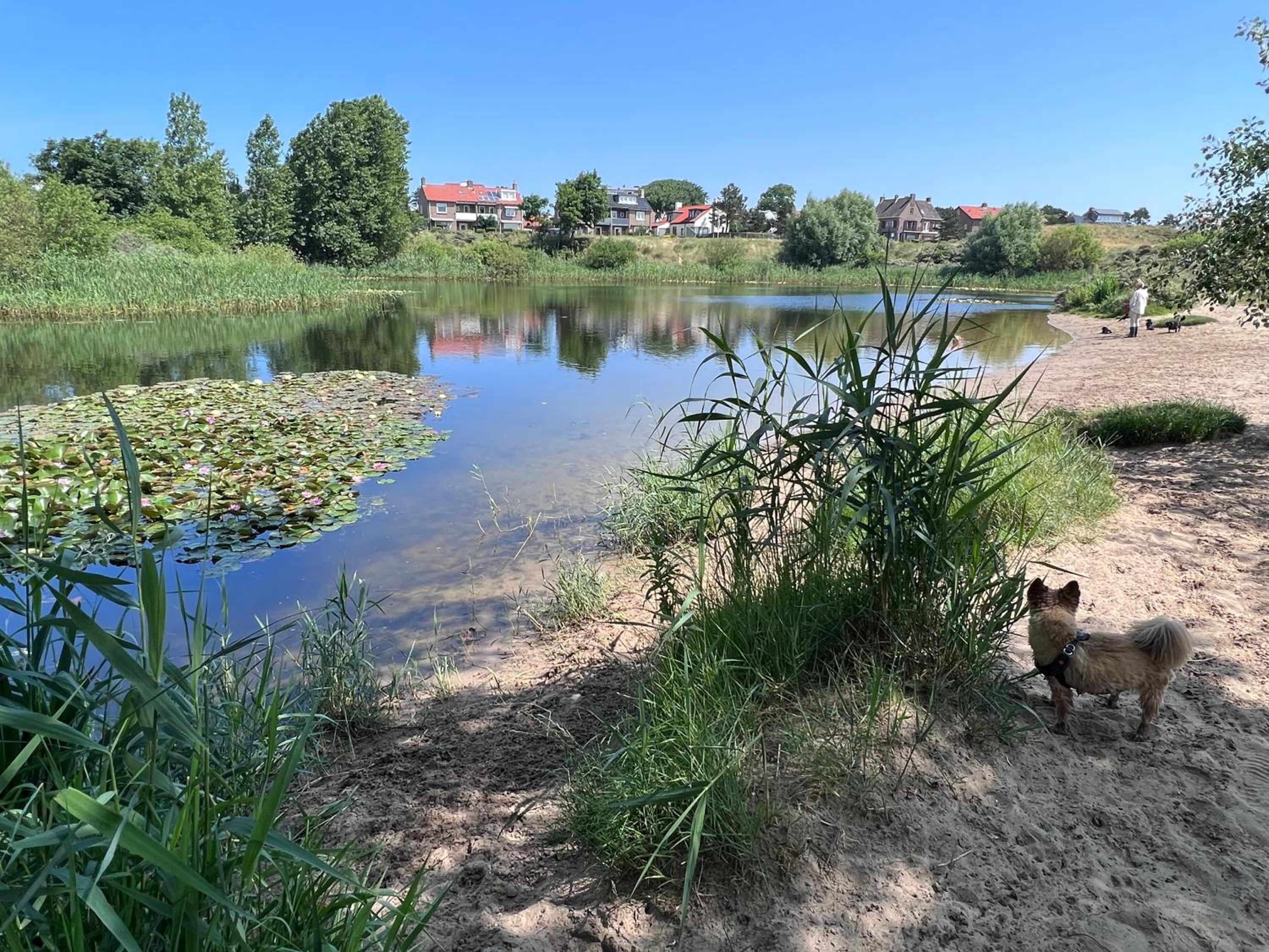 Reumann Holiday Apartments De Schelp 5 view 4