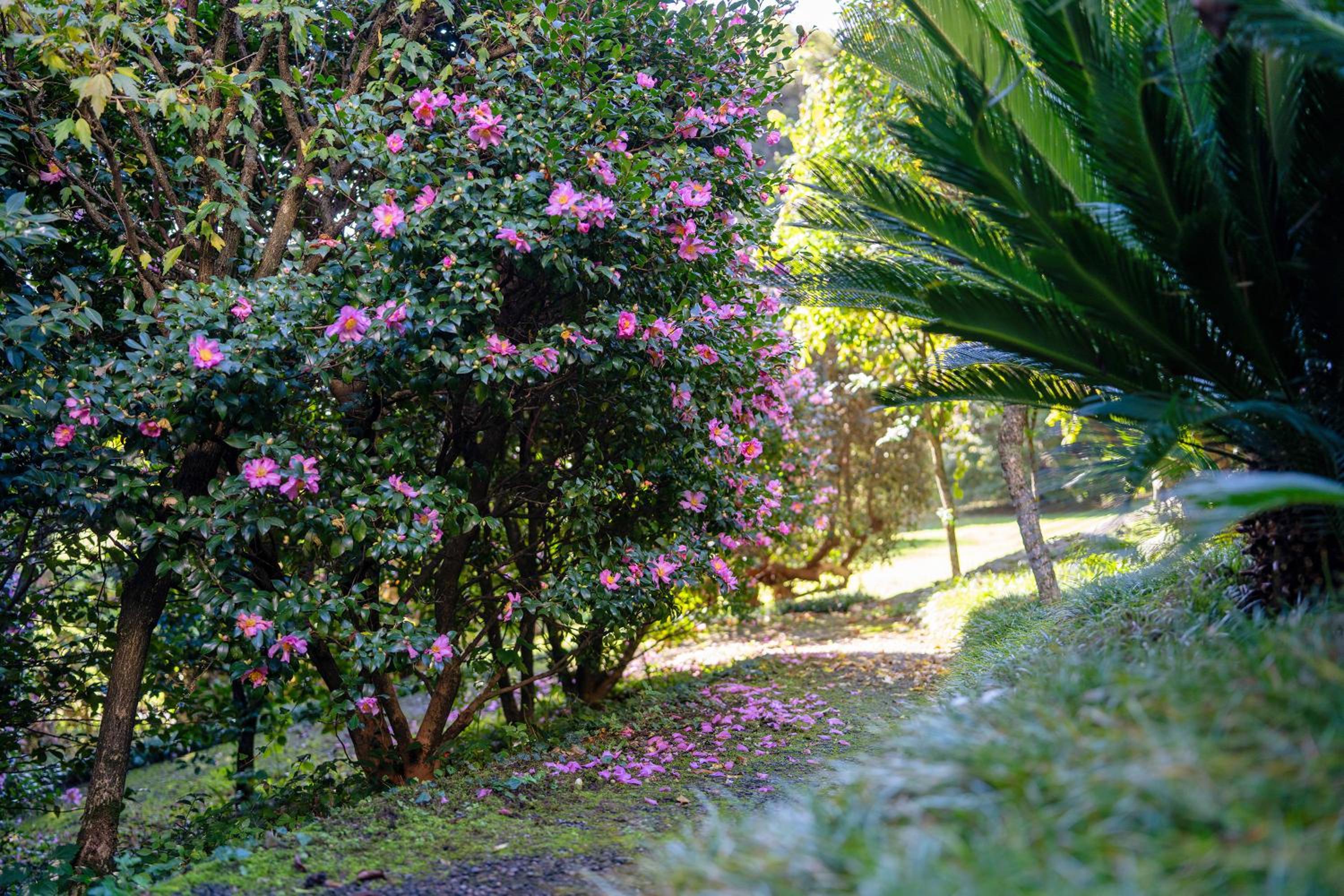 Flairhouse Parco view 4