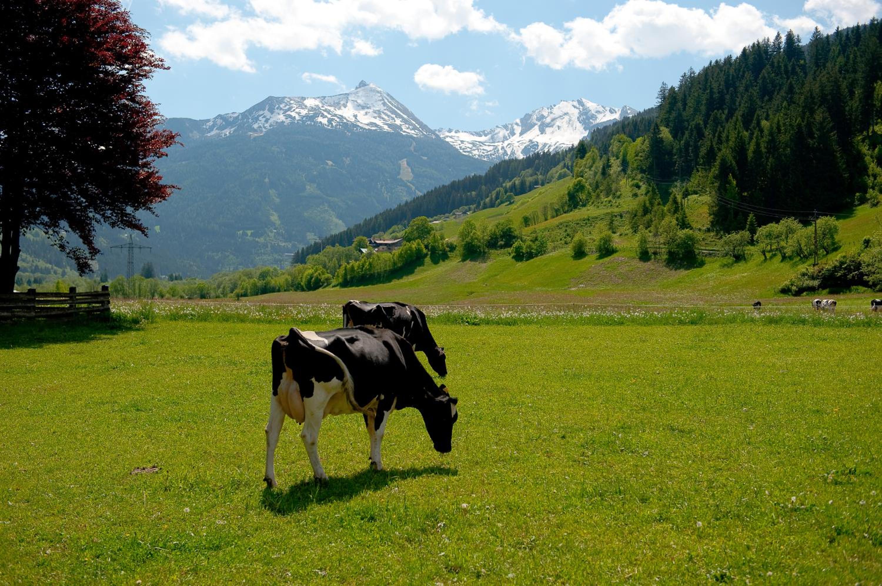 ZITTRAUERHOF - Urlaub am Bauernhof Gastein