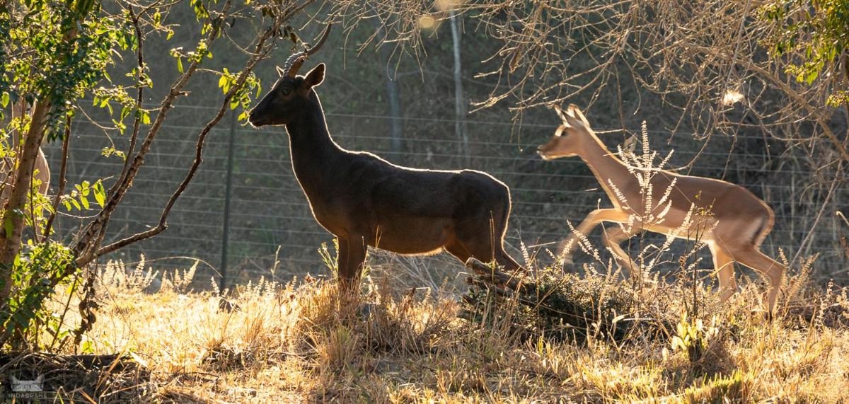 Indabushe Eco Lodge