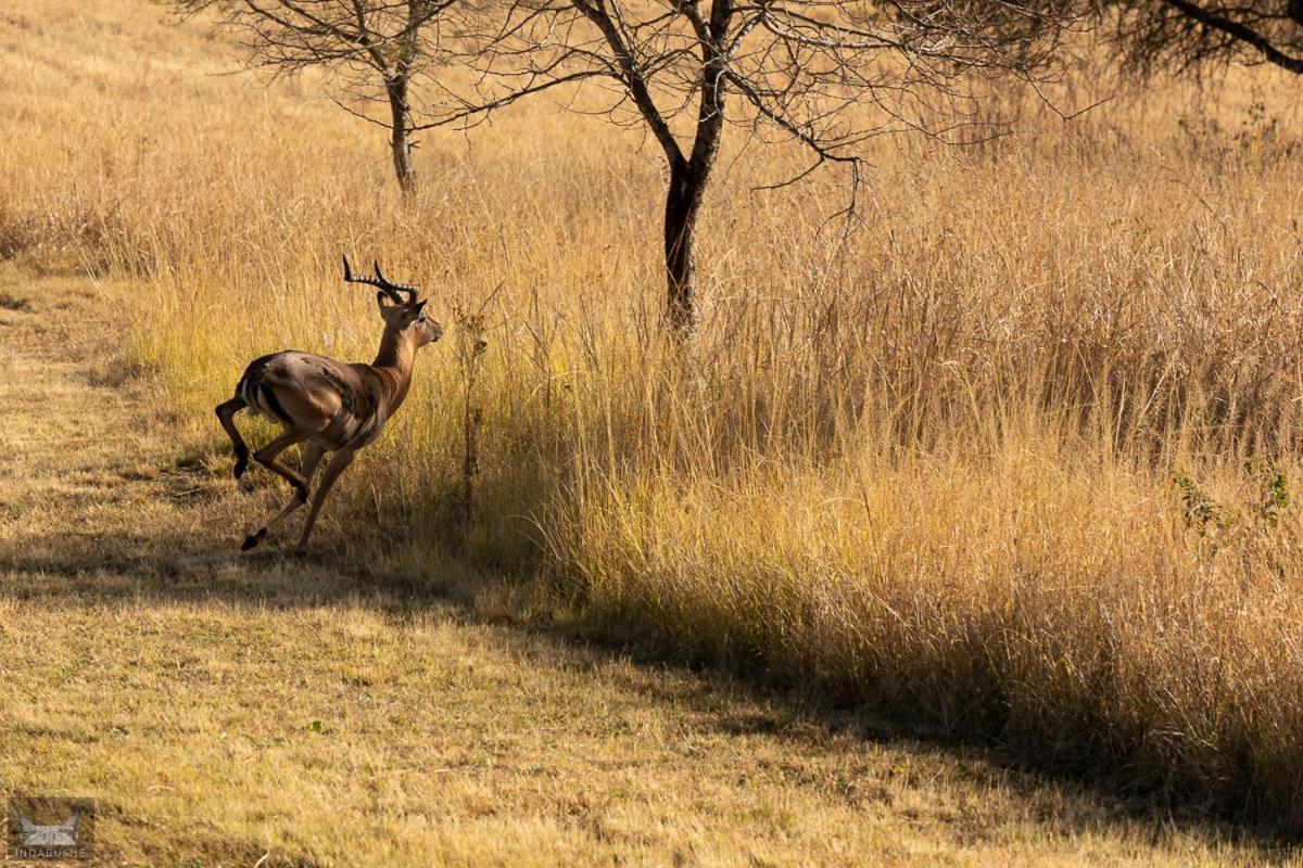 Indabushe Eco Lodge
