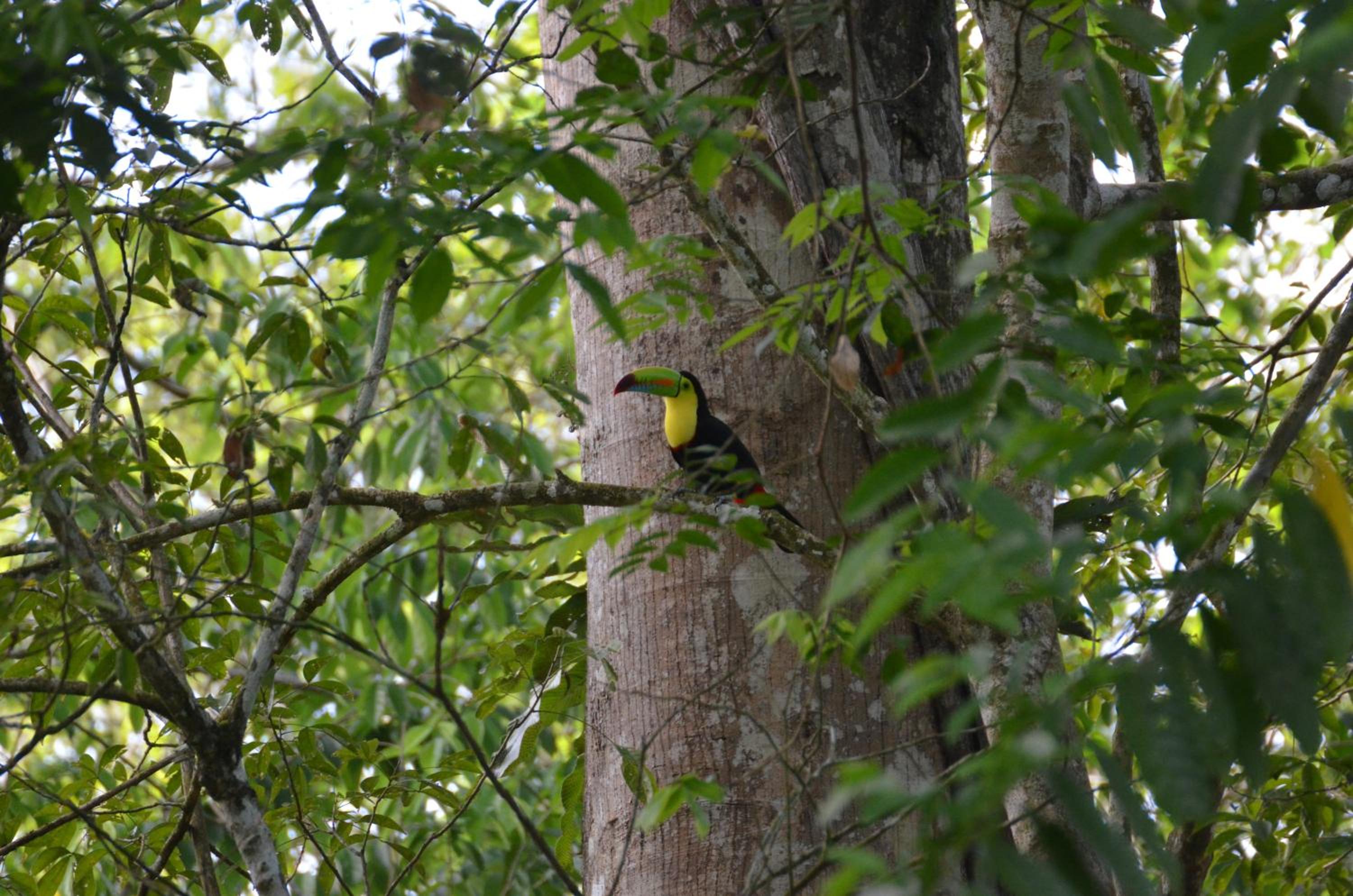 La Rana De Cahuita