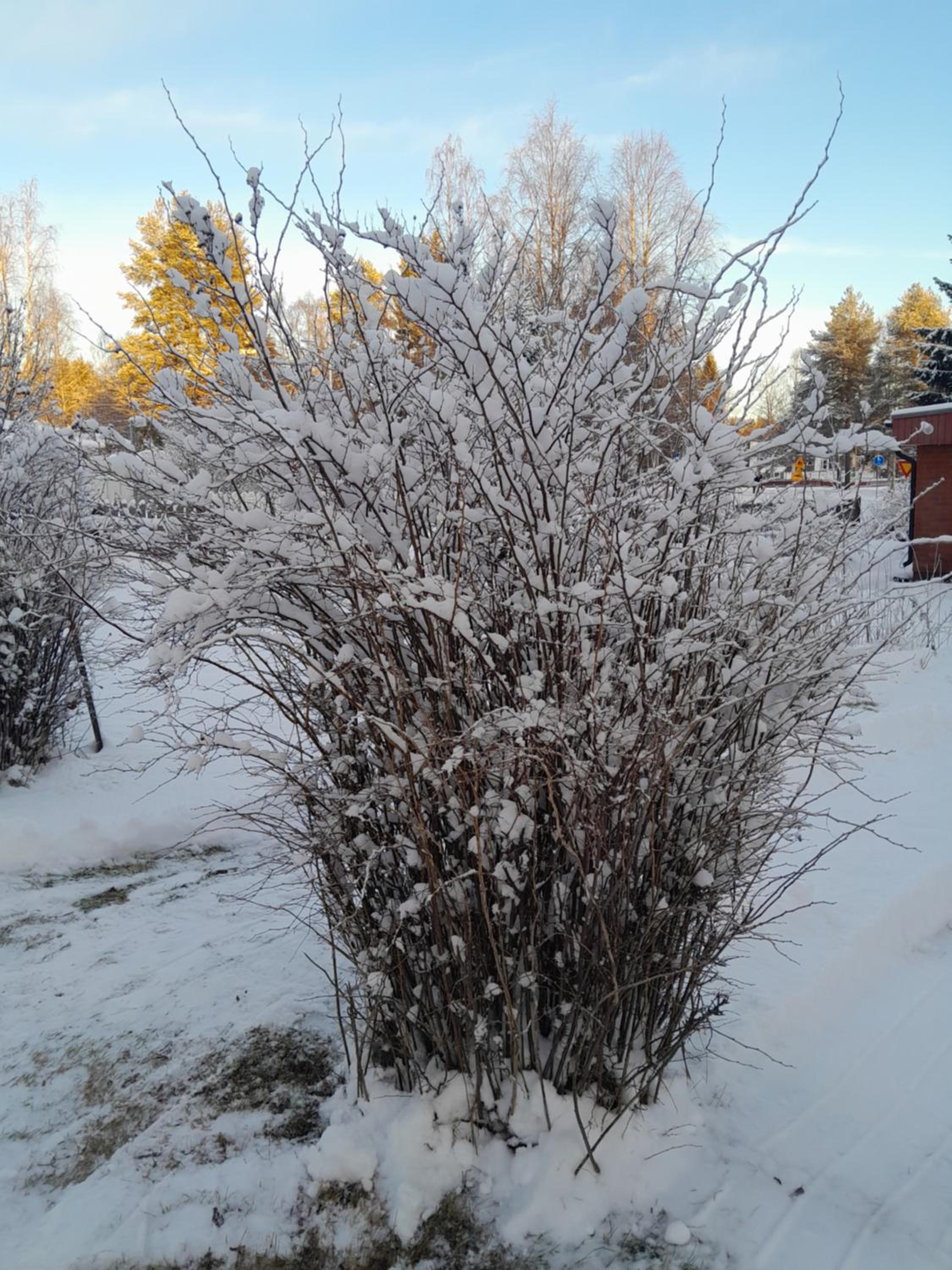 Traditional House Rovaniemi