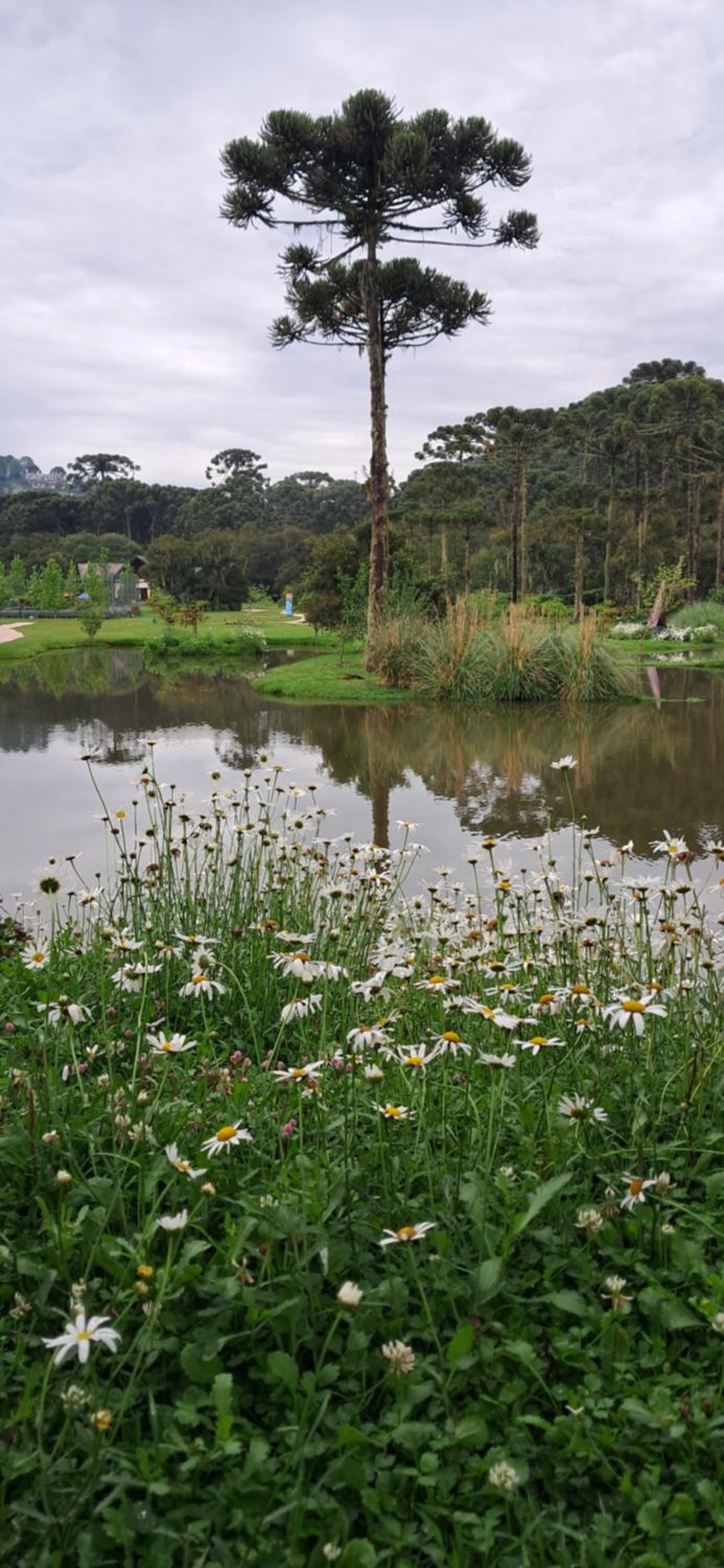 Canto araucarias