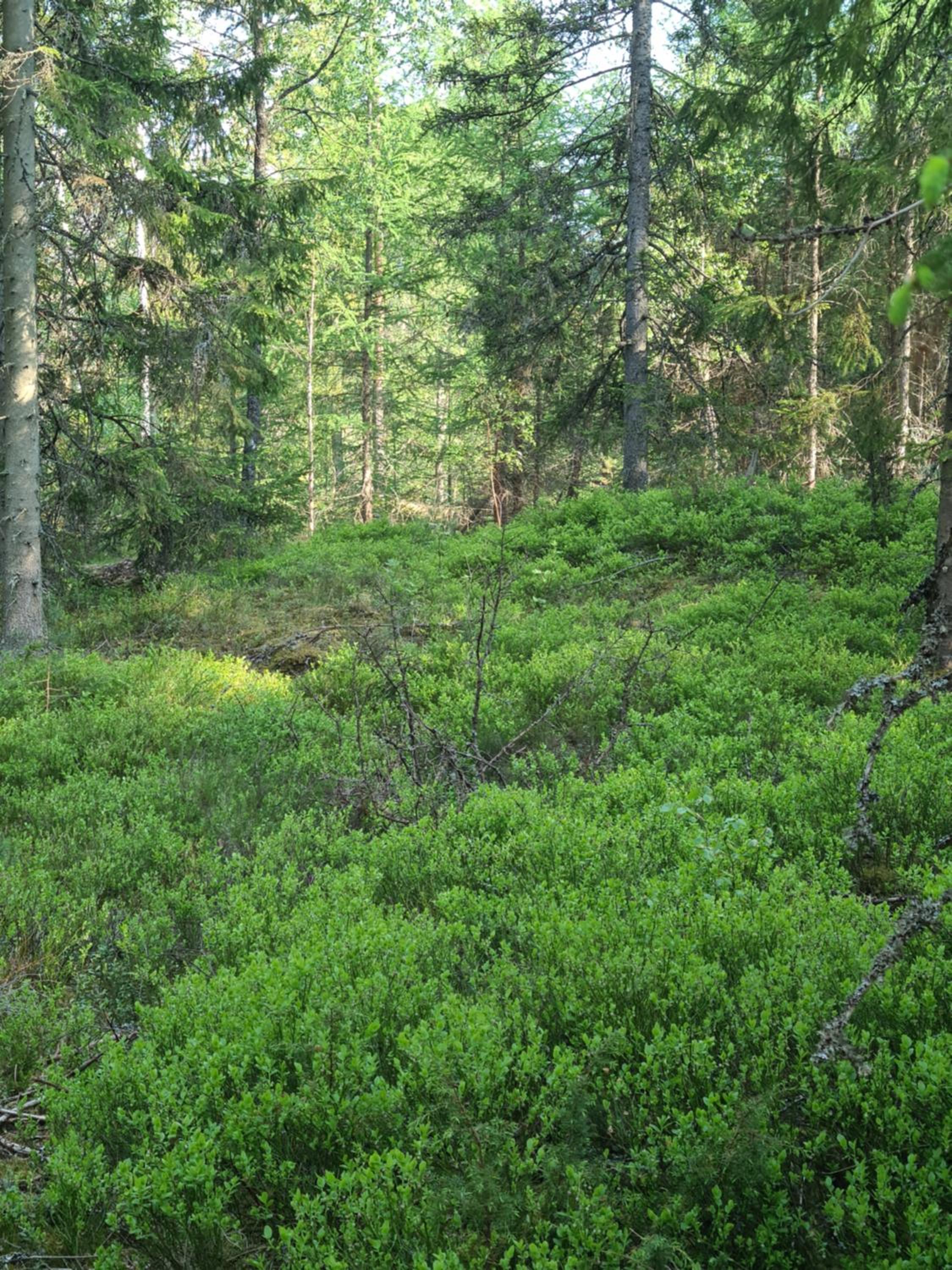 Photo 38
