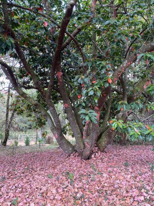 Cabana Vale Matutu