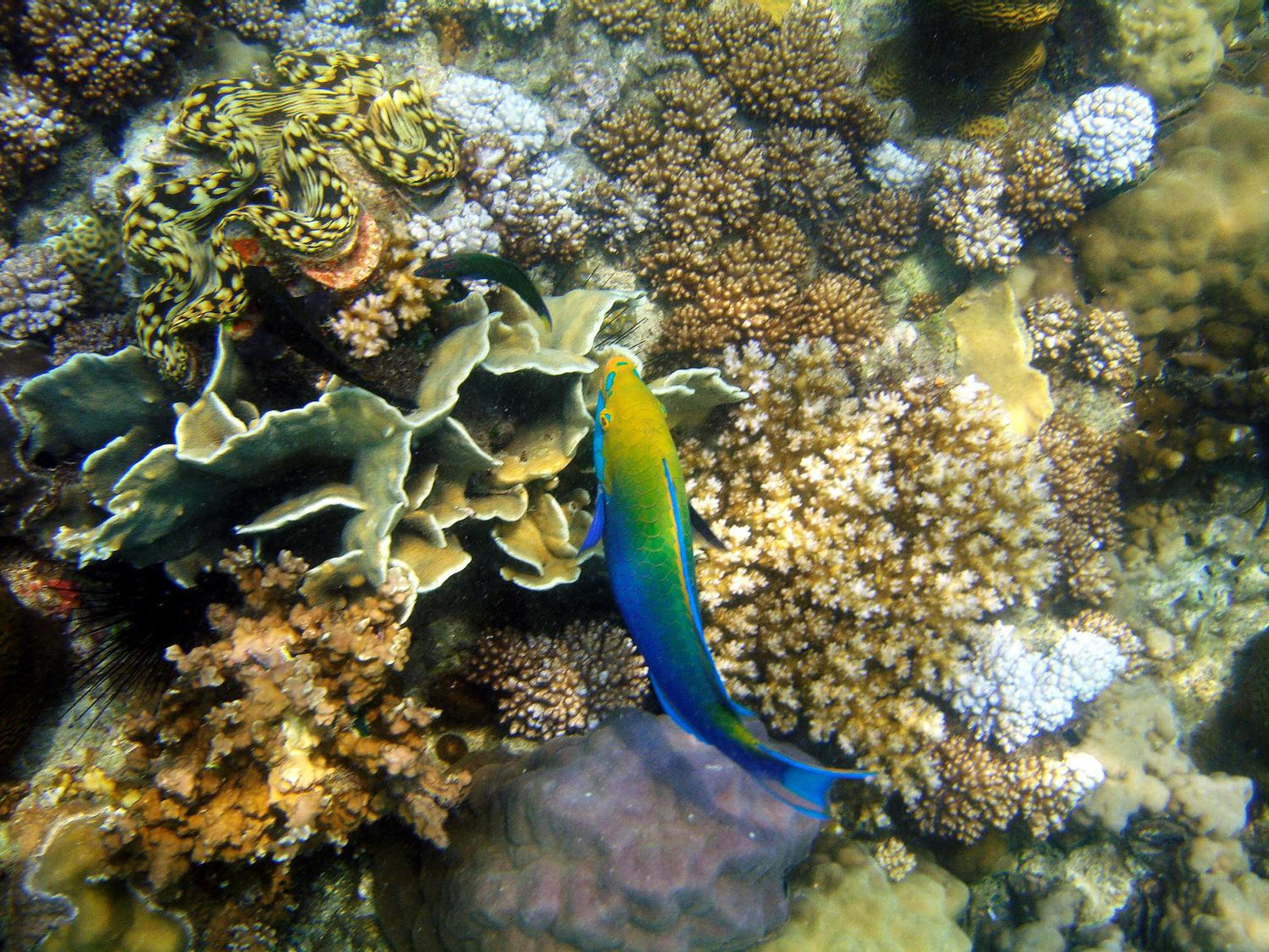 Koh Mak Cococape Resort