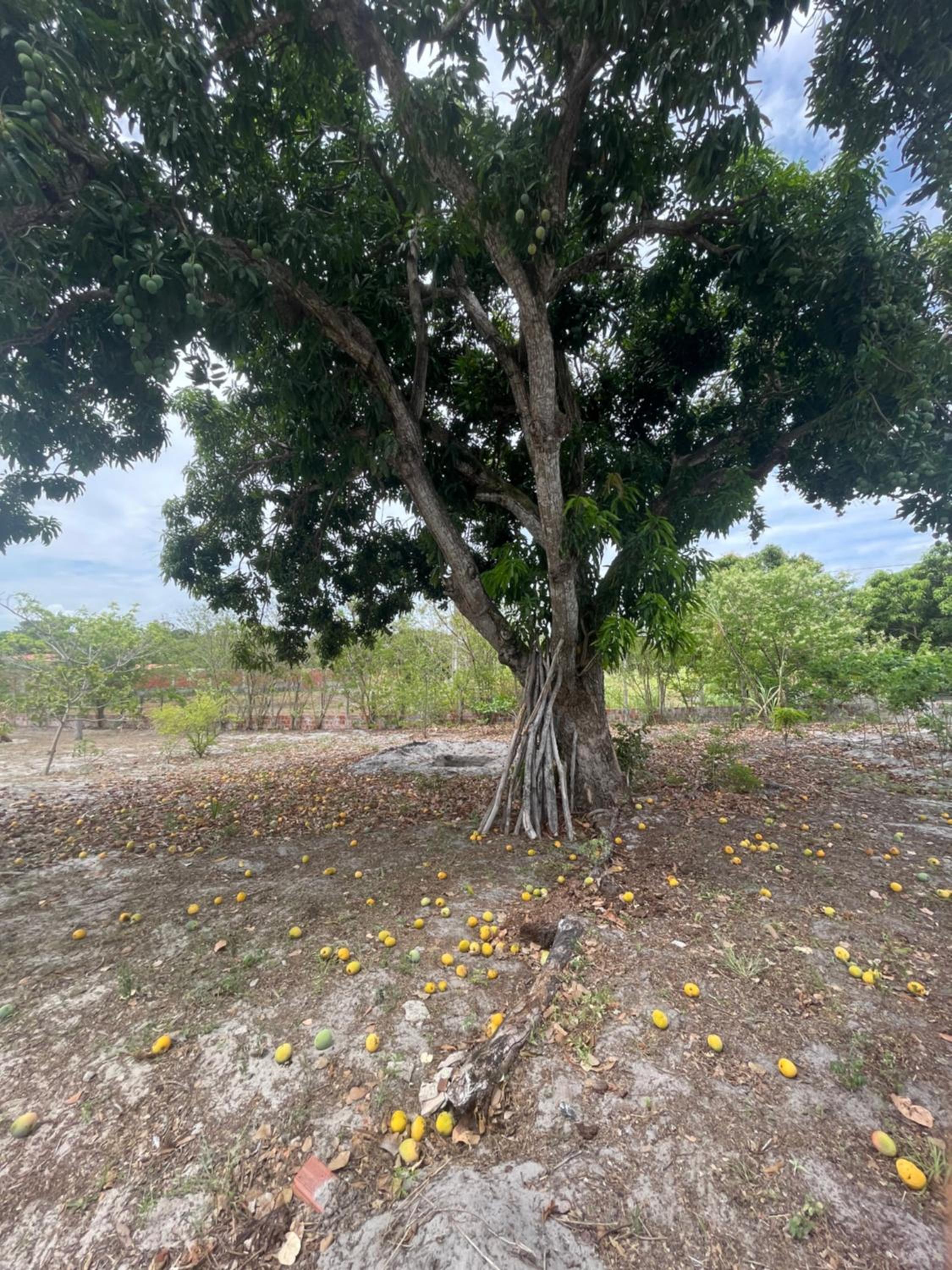 Pindoretama sitio
