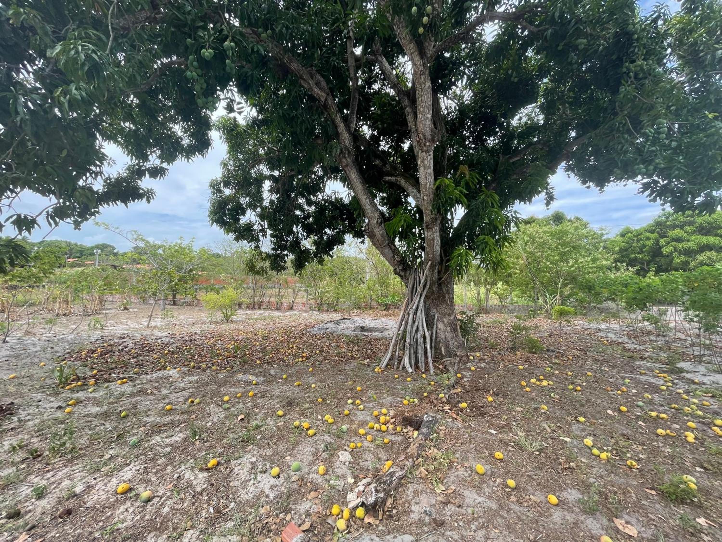 Pindoretama sitio