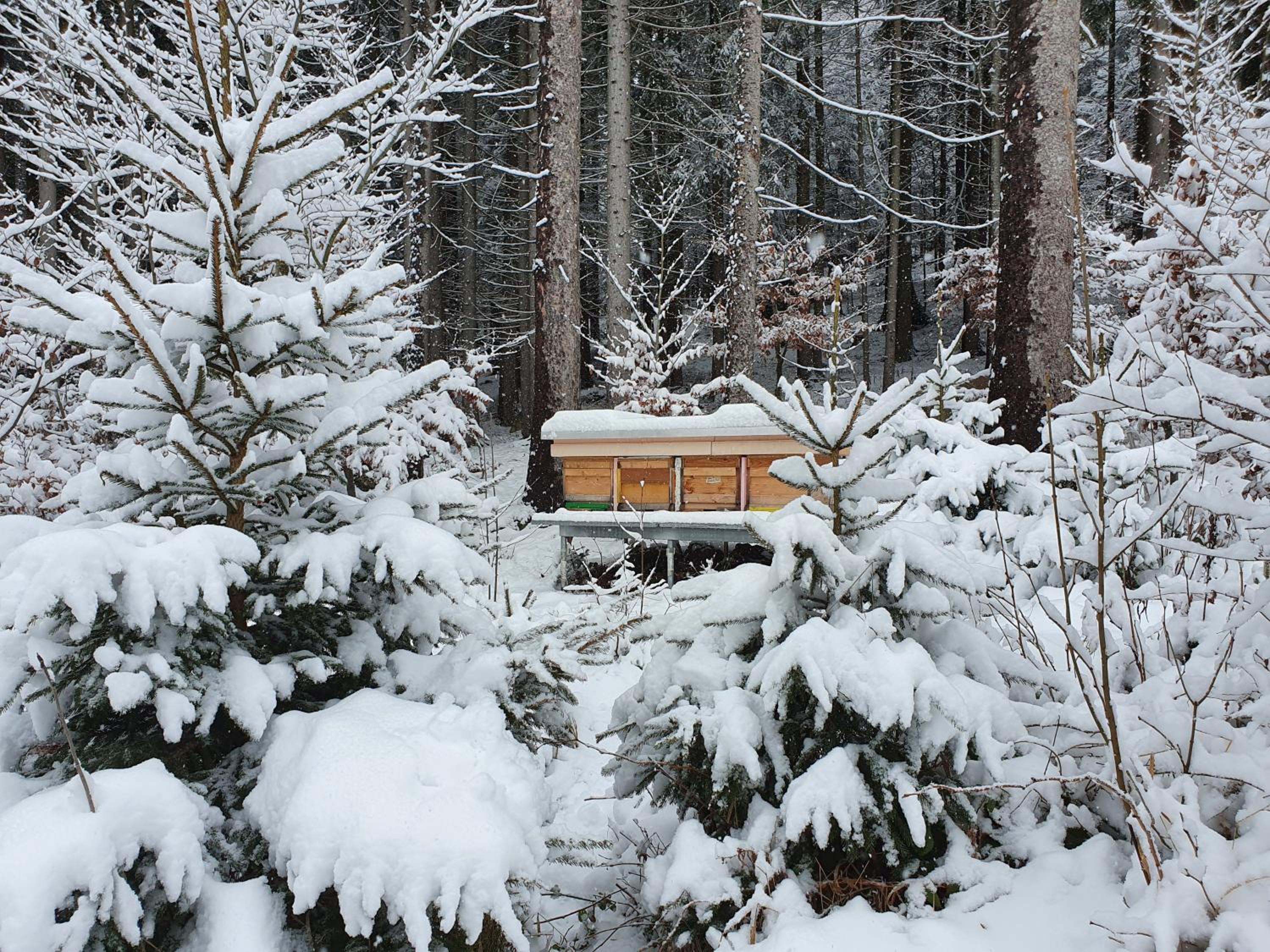 Ferienhaus Böhm am Bärentrail