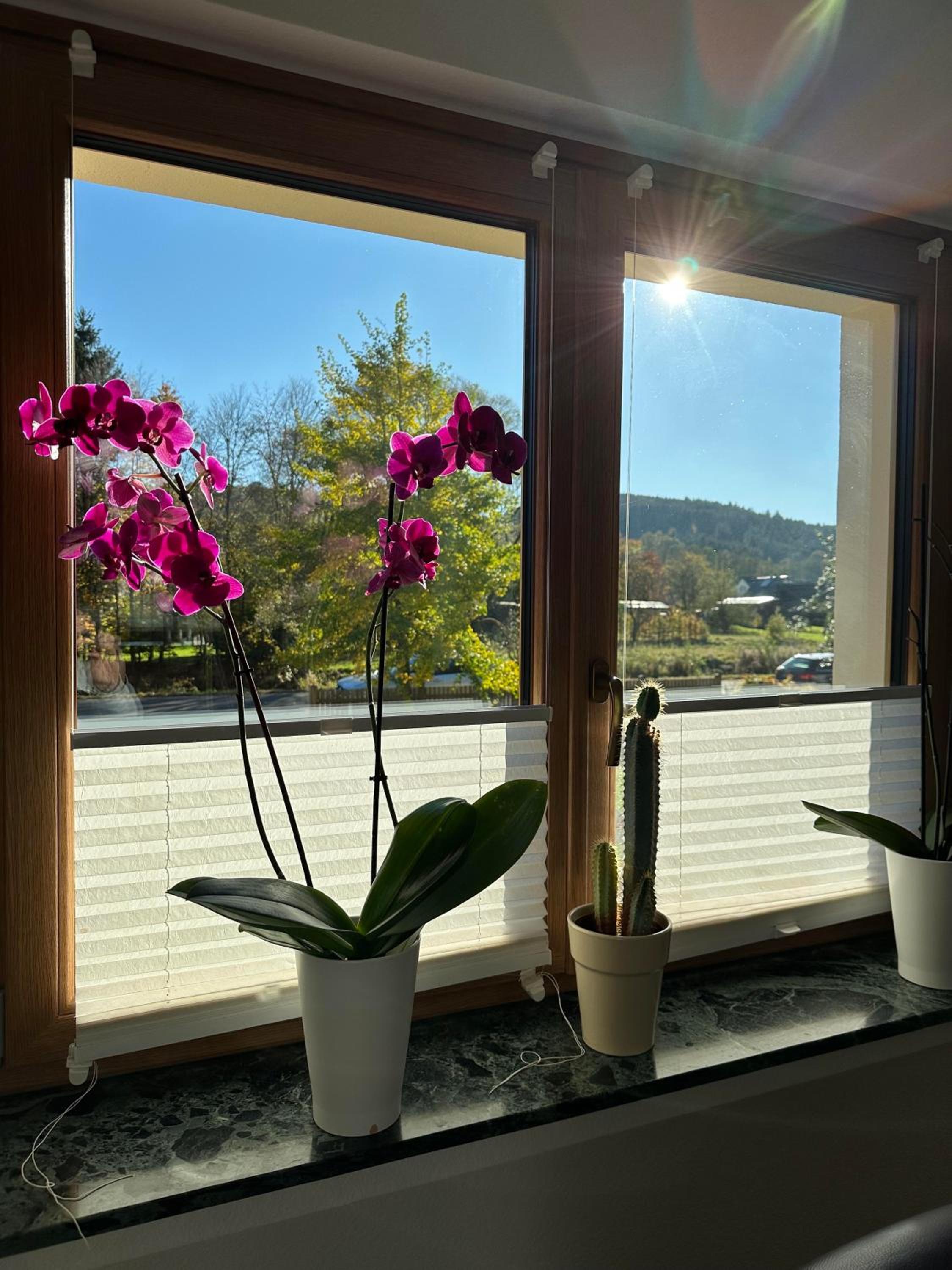 Ferienhaus Ginkgo Biloba