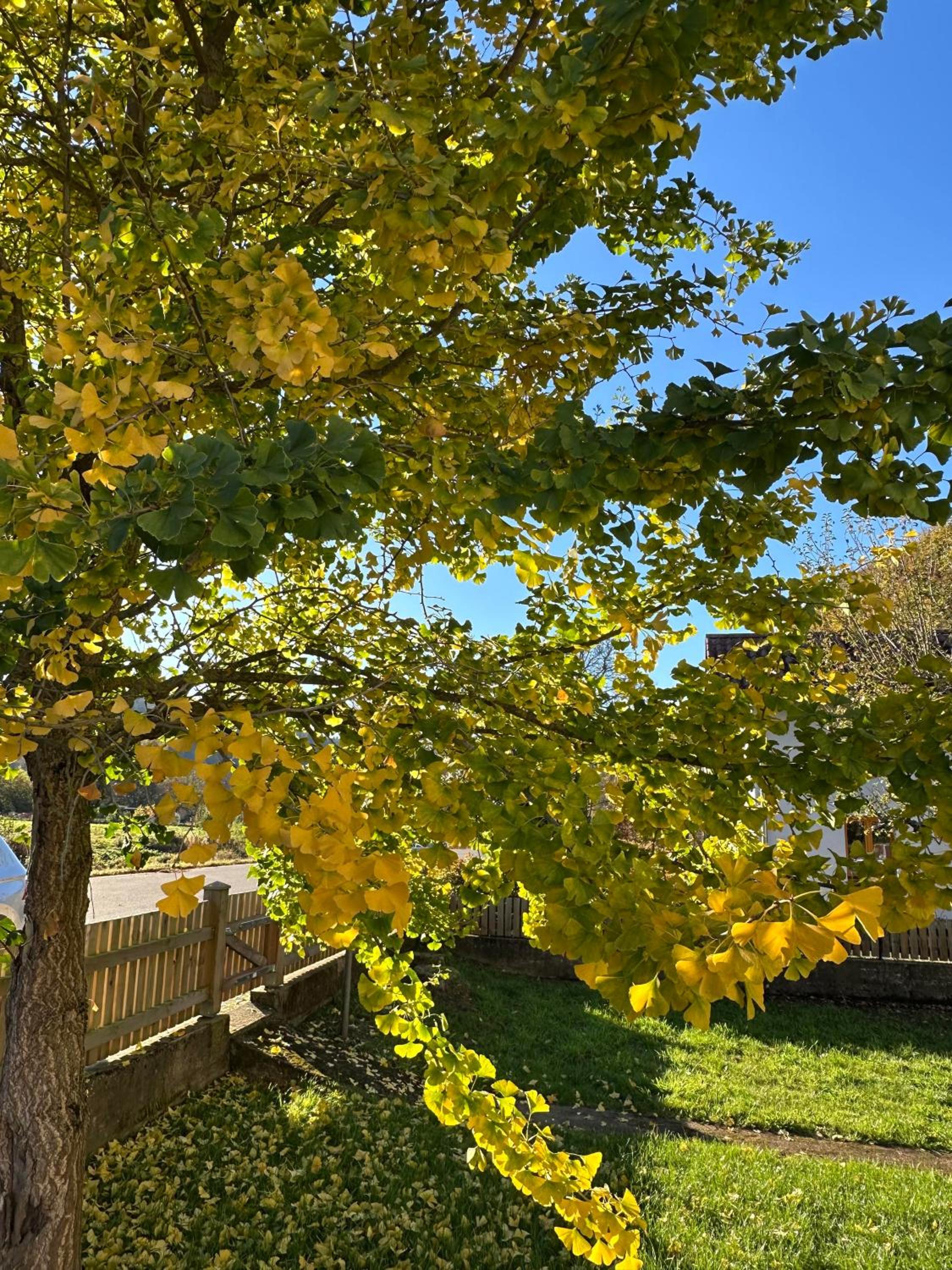 Ferienhaus Ginkgo Biloba