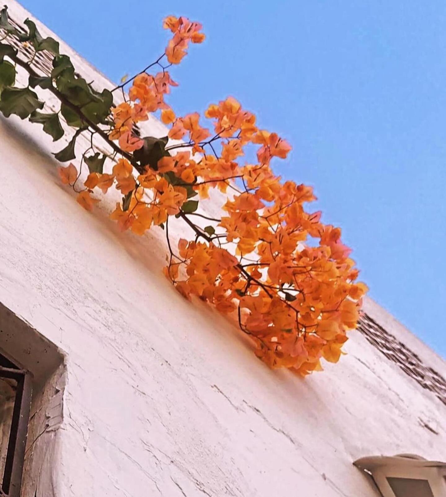 Casa Brigita. Fortaleza