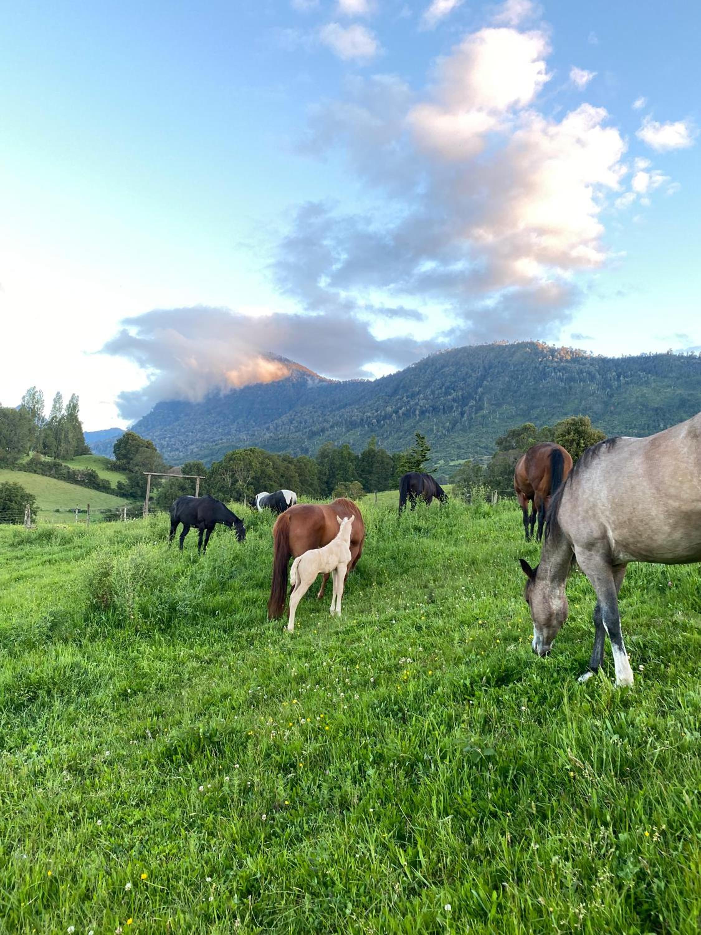 Tranco Lodge - In to the Horses