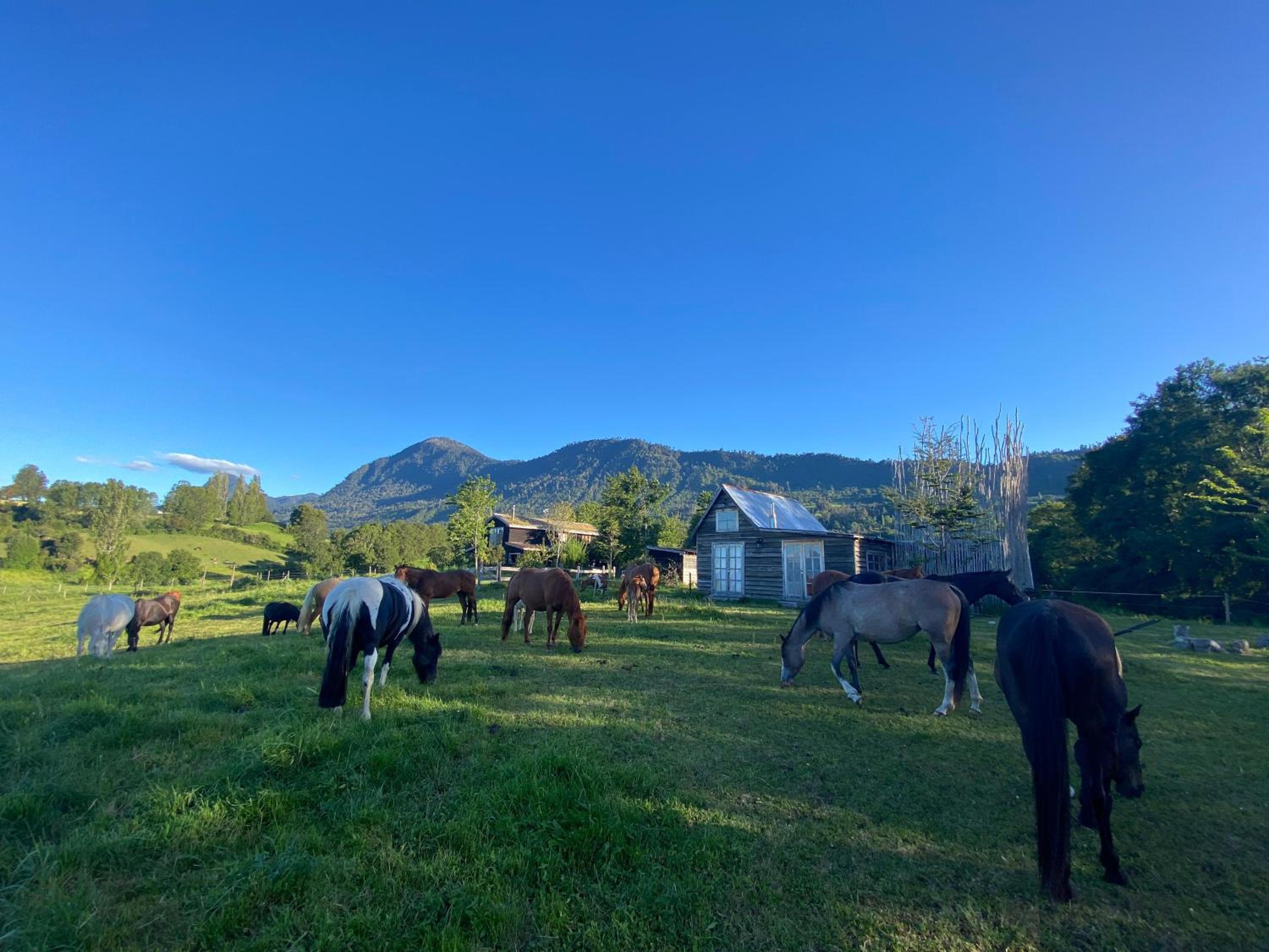 Tranco Lodge - In to the Horses