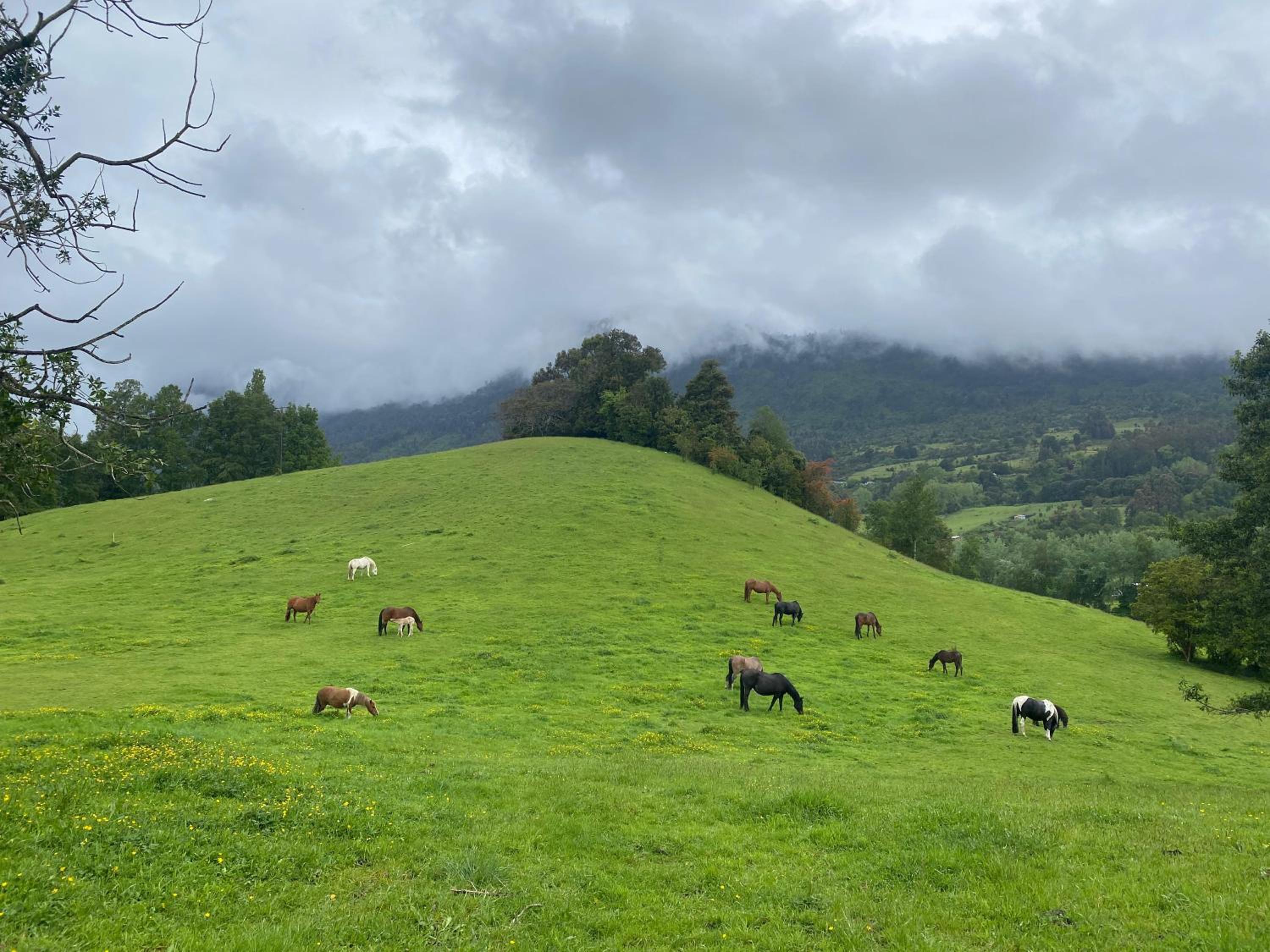 Tranco Lodge - In to the Horses