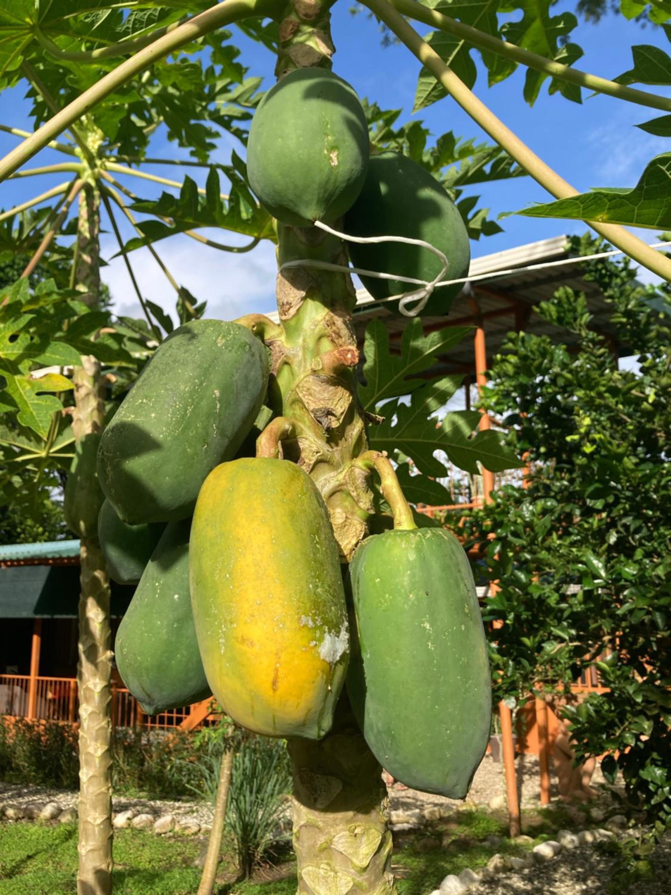 YEJOS Jungle Lodge