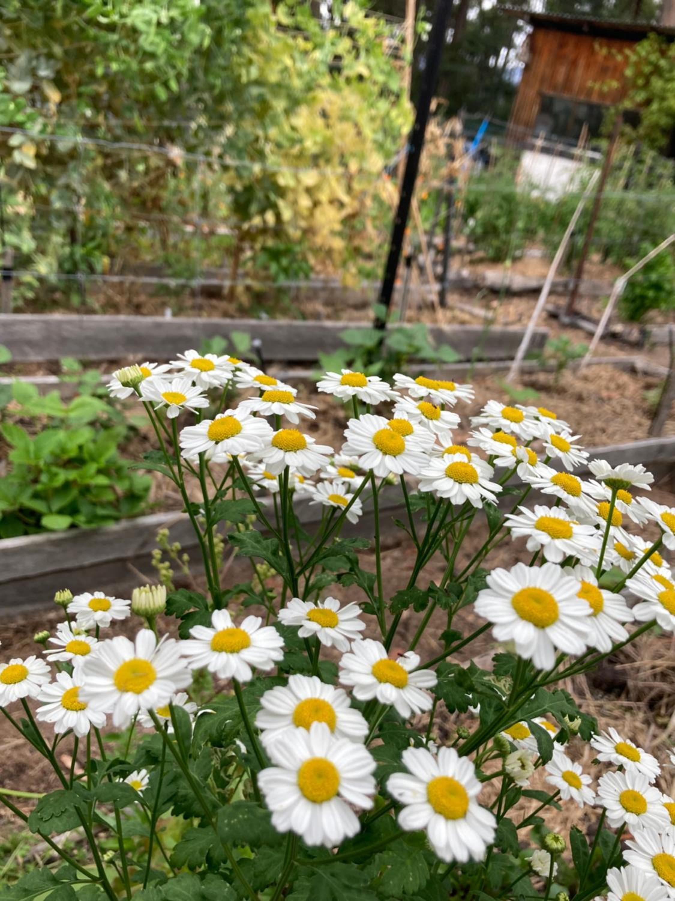 The Little Seed