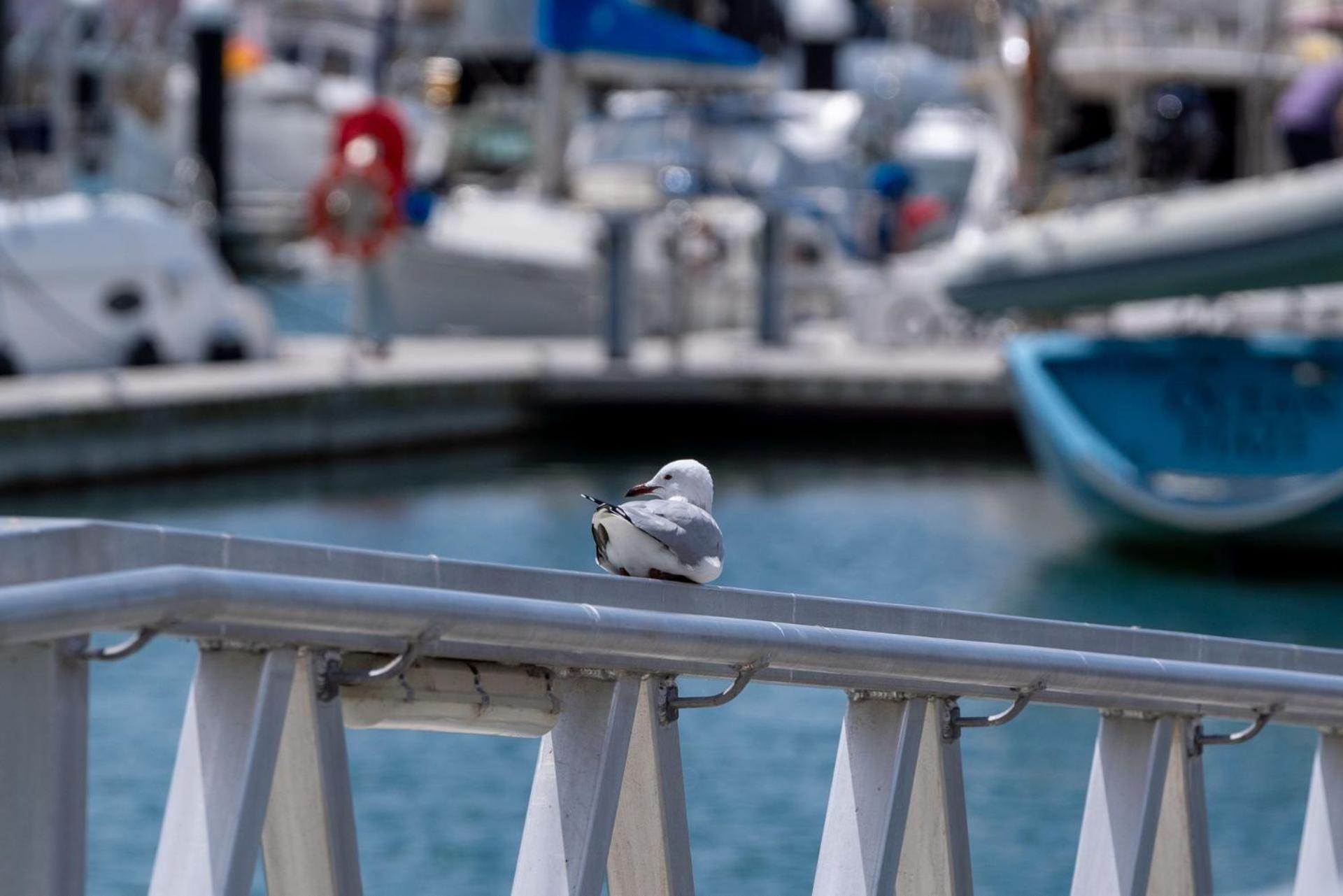 Marina Getaway
