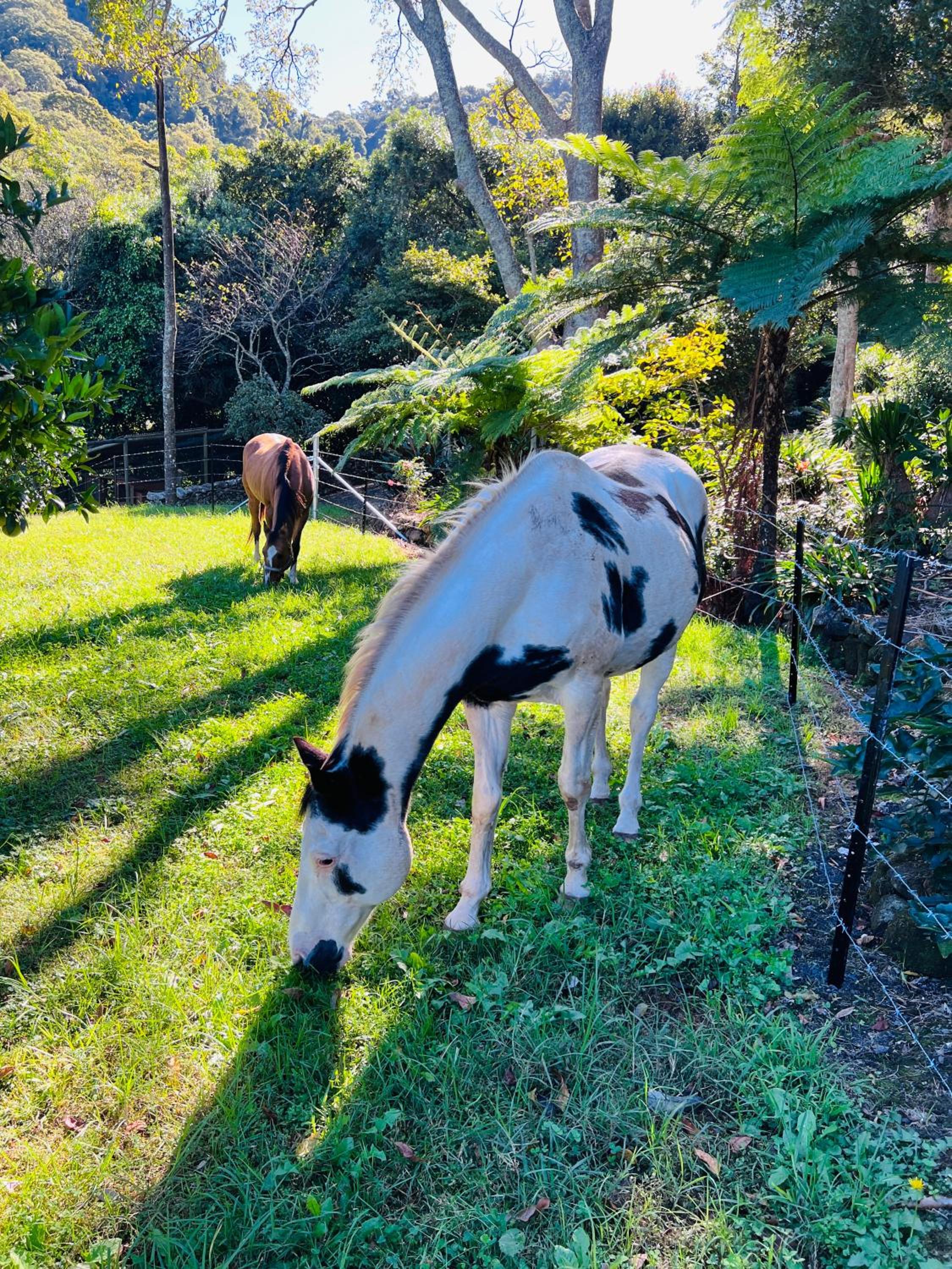 Hinterland Retreat on 30 acres - Sleeps 6