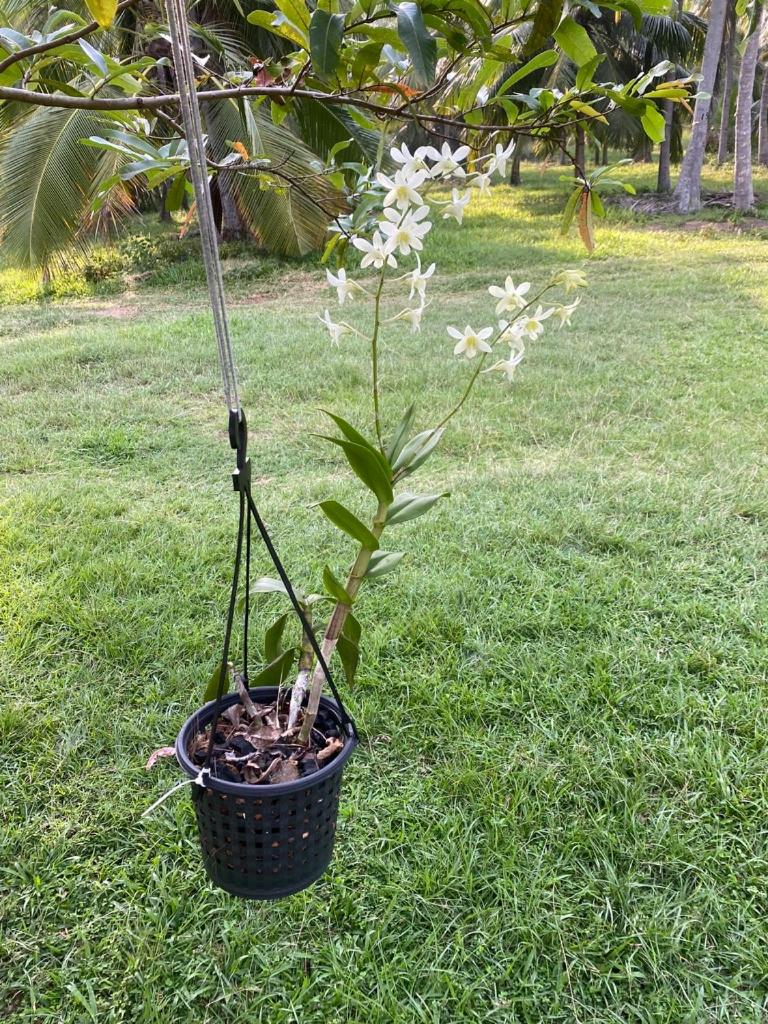 donPadris Estate Bungalow, Tangalle