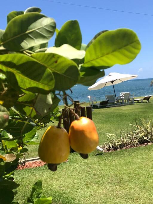Casa Baleia, frente mar na Ilha de Itaparica!