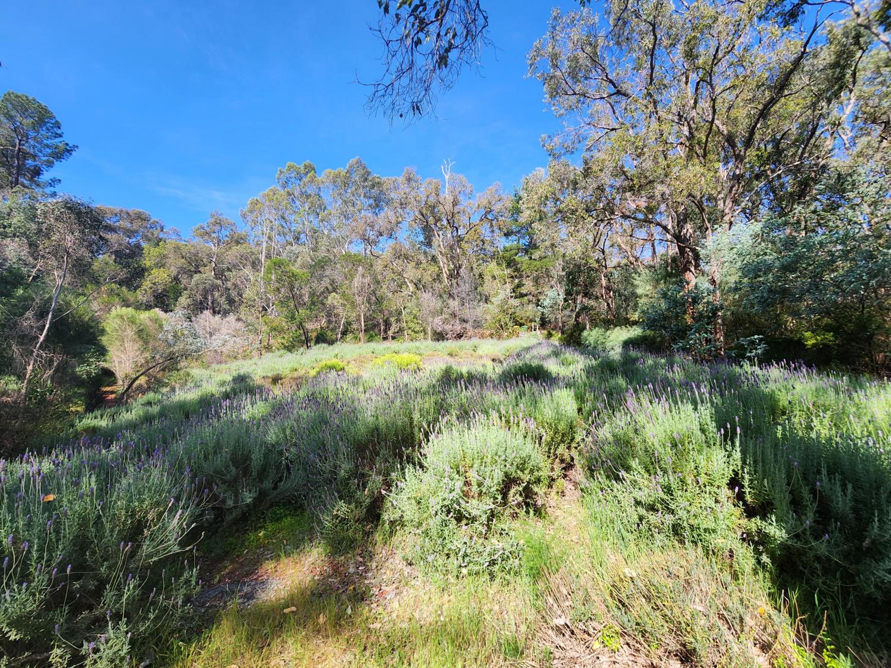 The Lavender Patch view 3