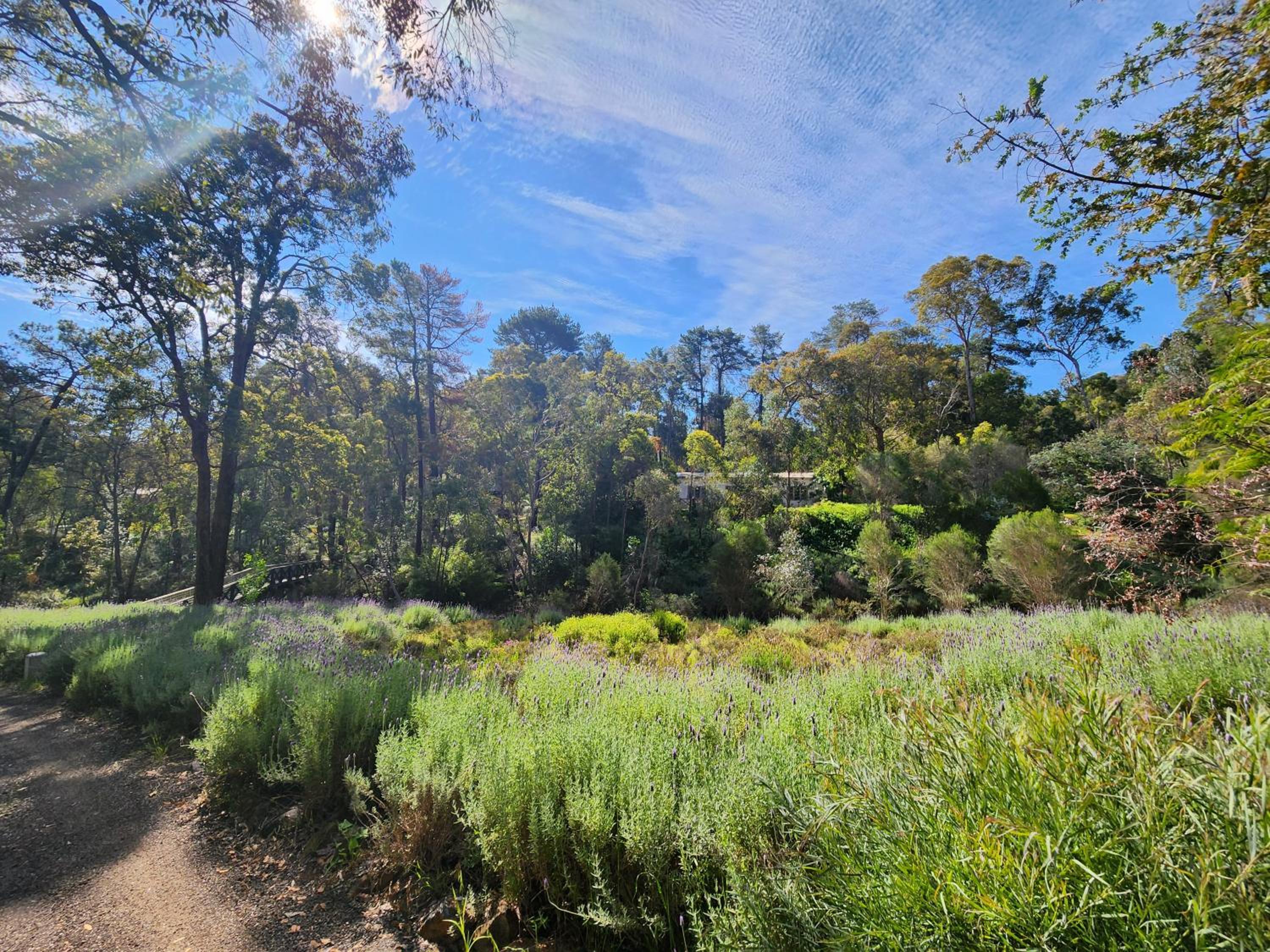 The Lavender Patch view 2