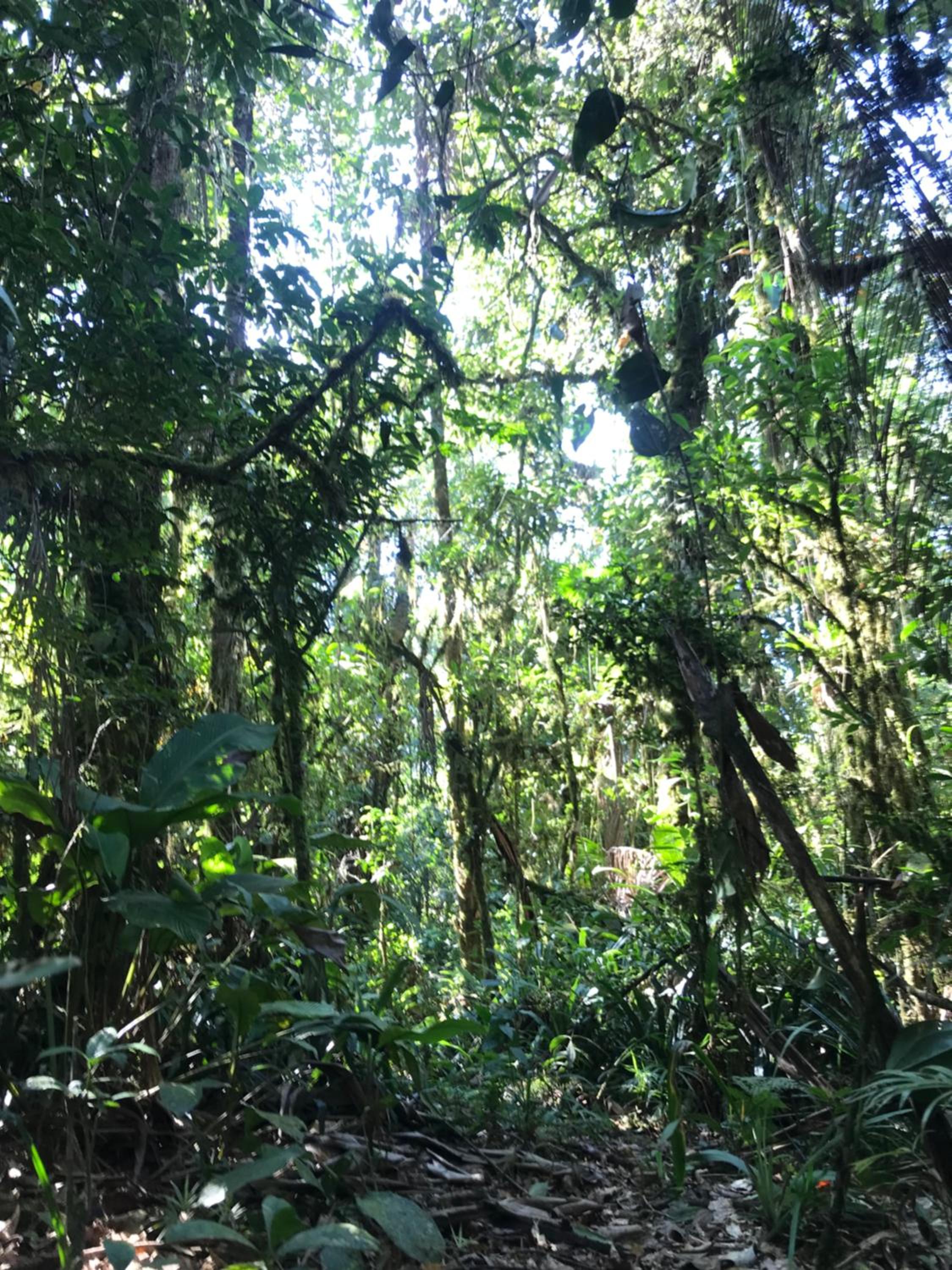 Chalé vista exuberante na Serrinha do Alambari