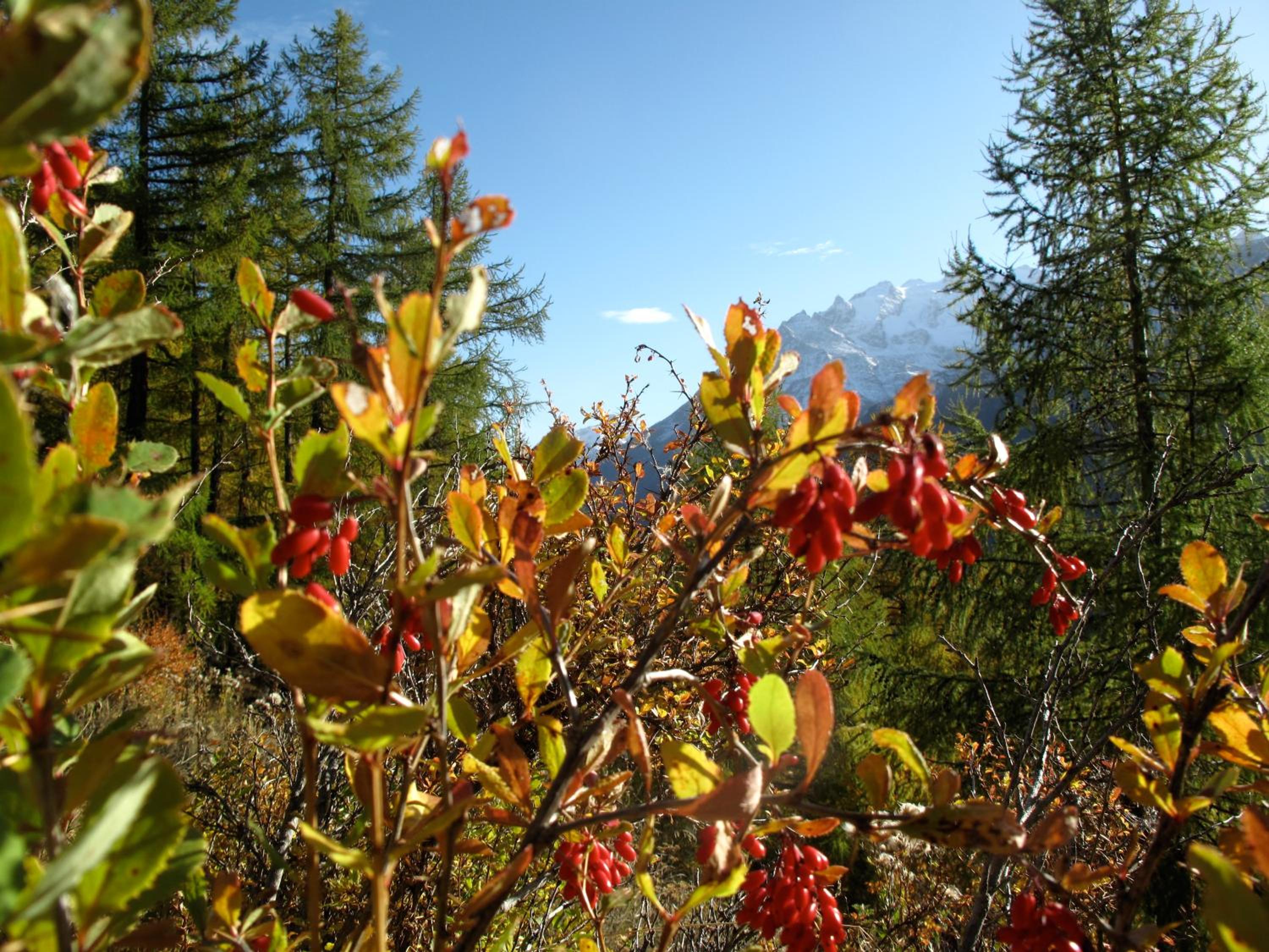 Chalet Bildji