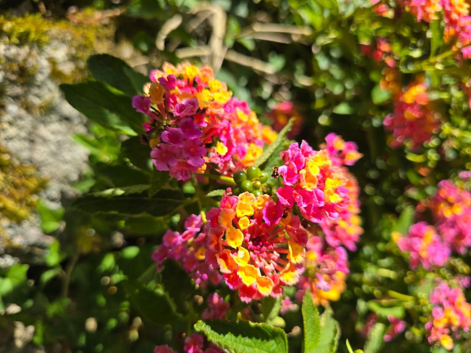 Campomuiños