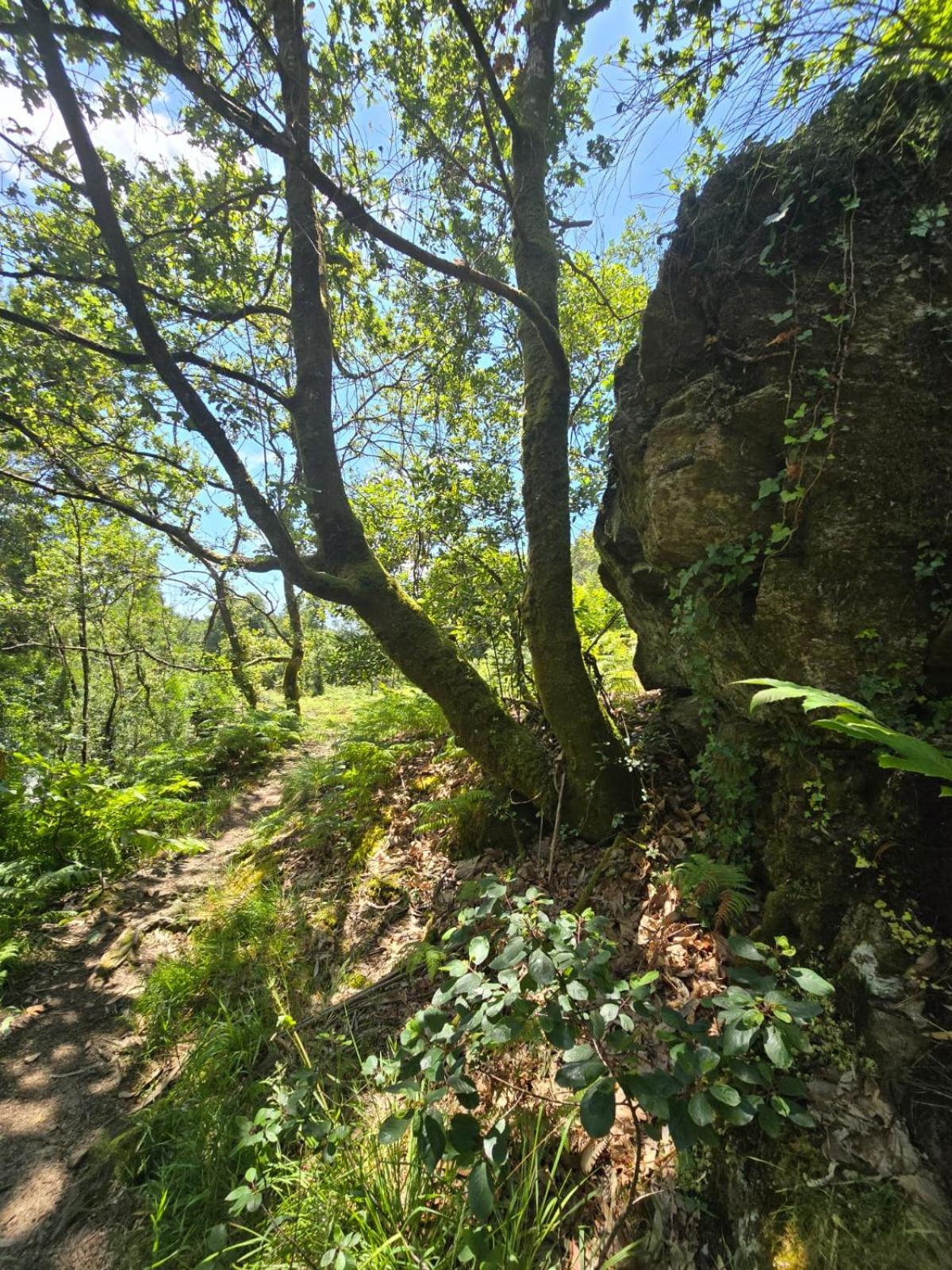 Campomuiños