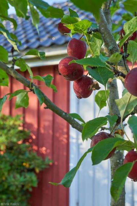 Koselig hytte på gårdstun i Oslo