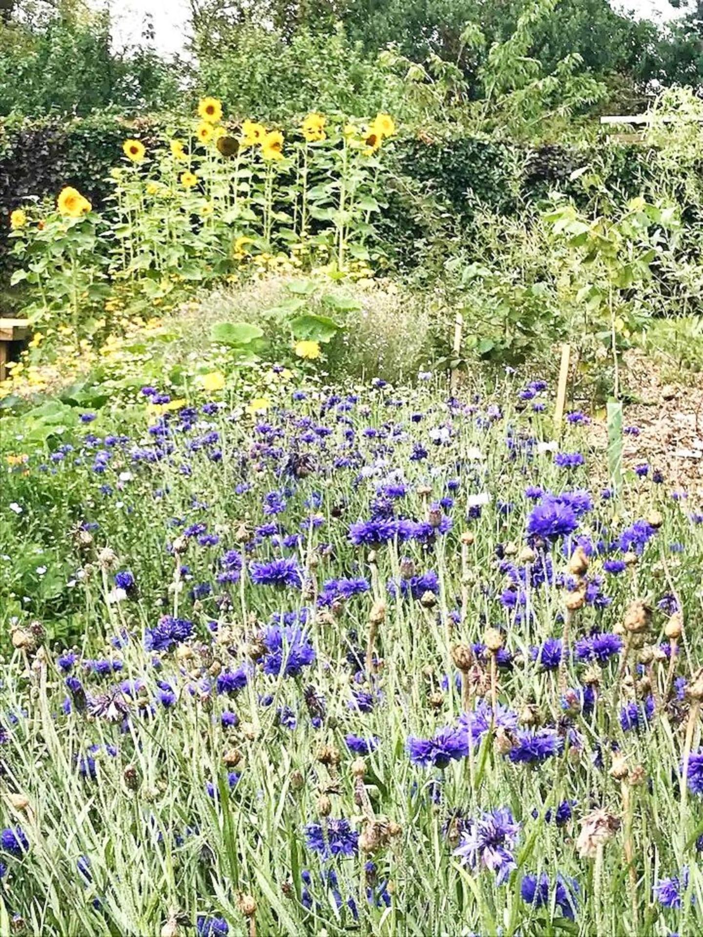 Ford Common - Near Berwick - Bungalow - Sleeps 6 - Stunning Walks and Views - Dog Friendly - 2 Bedrooms 2 Bathrooms Cottage - Sun Room - Private Garden - O view 2