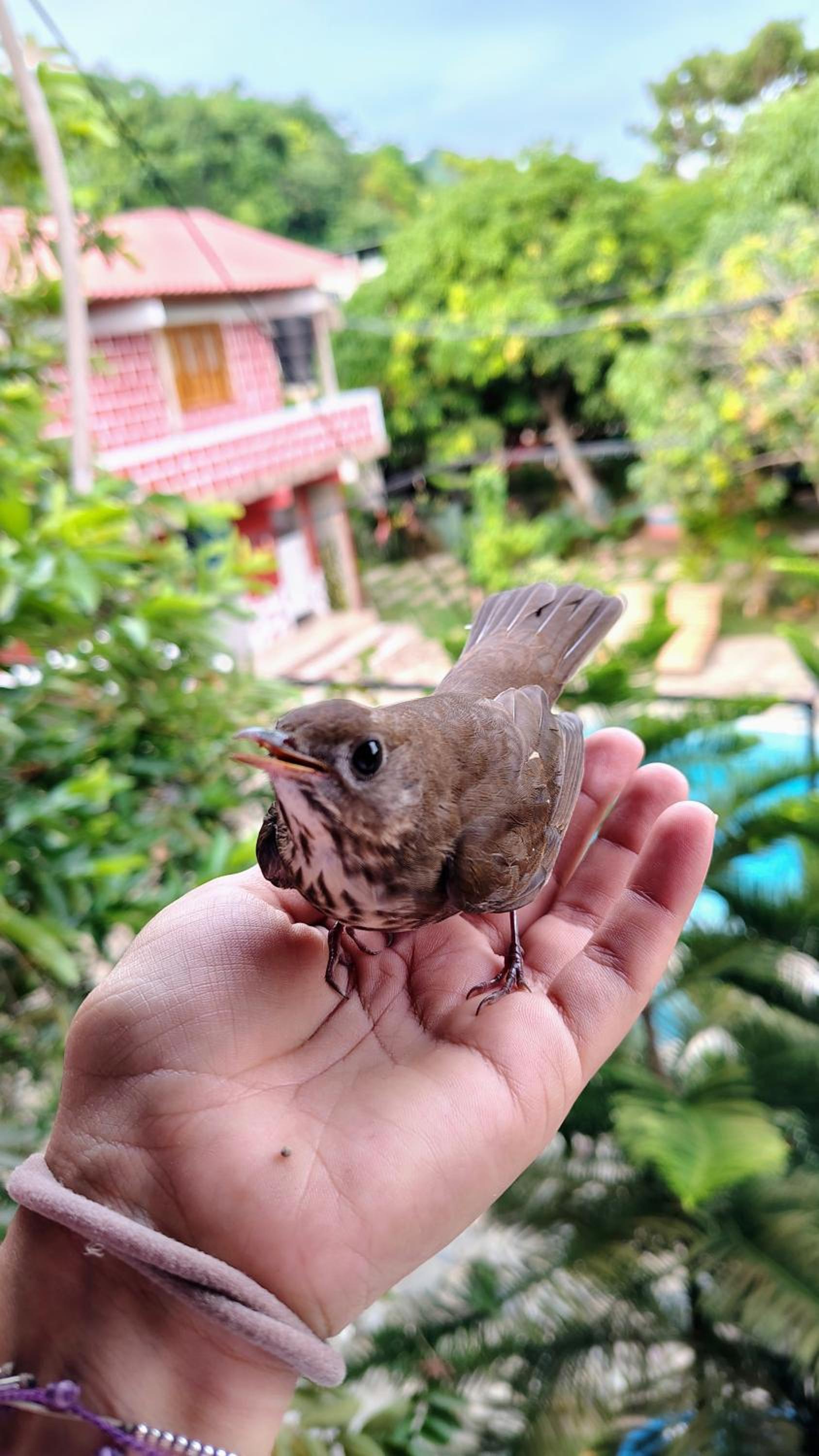 La Perla Buritaka