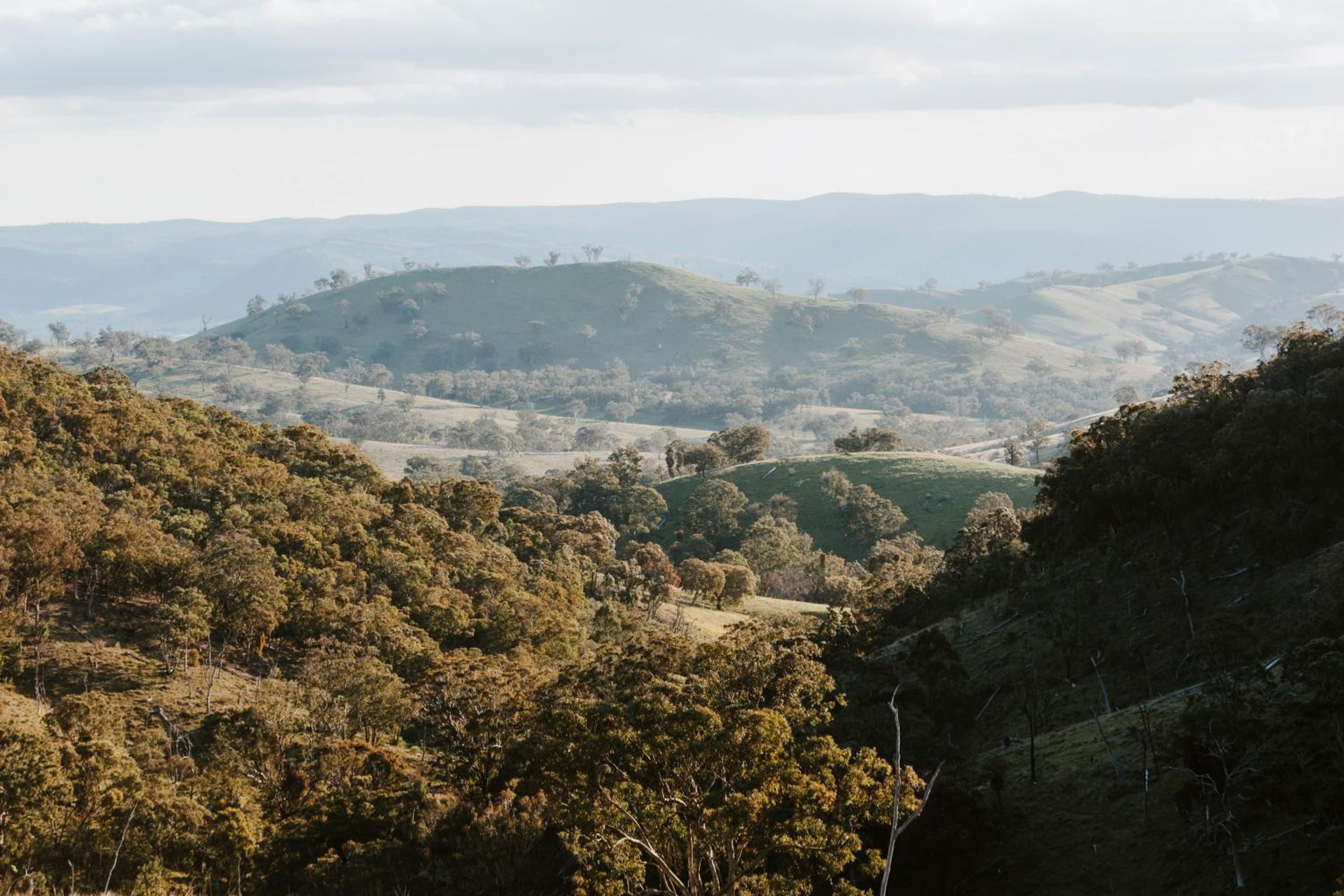 Wildnest Wilderness