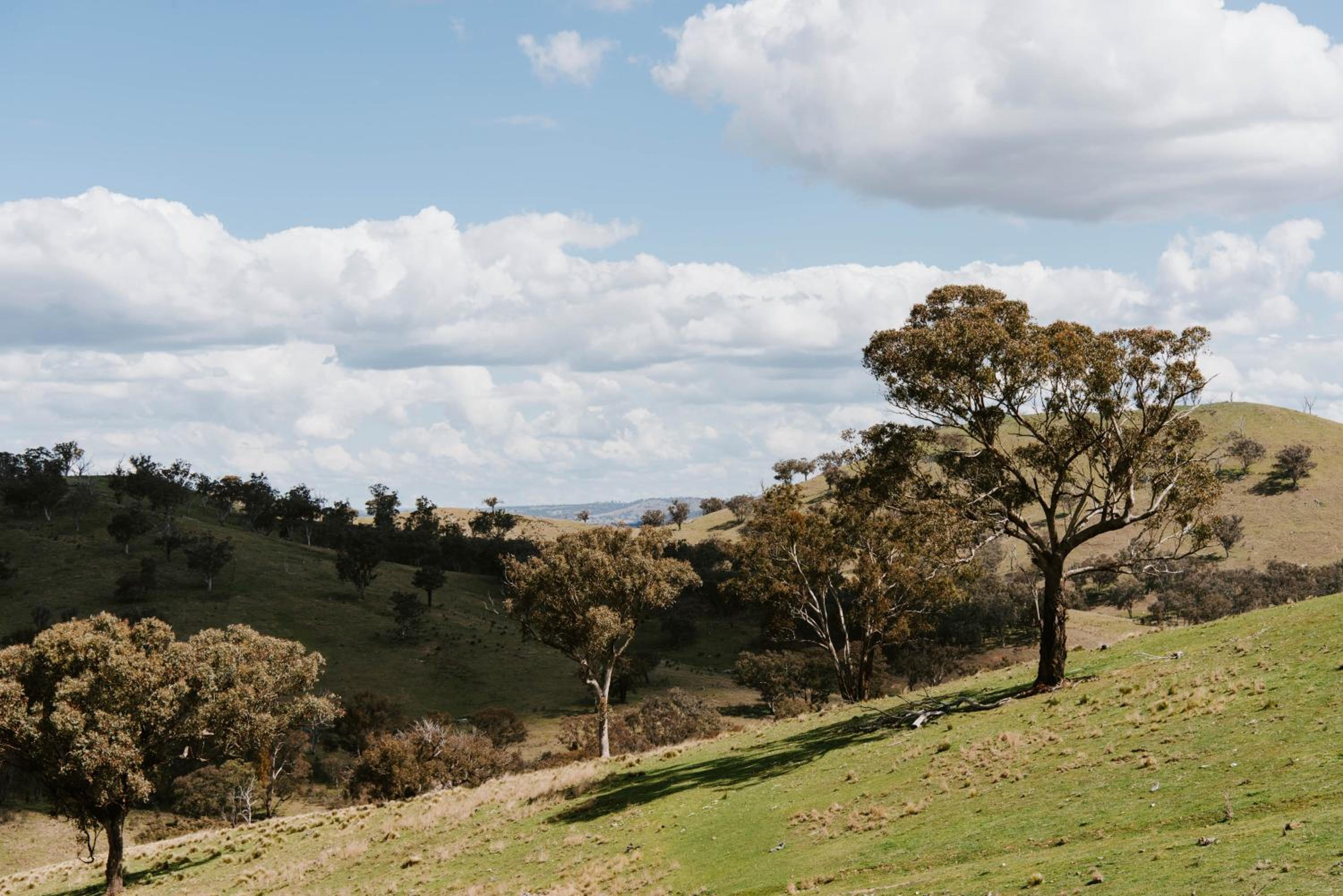 Wildnest Wilderness