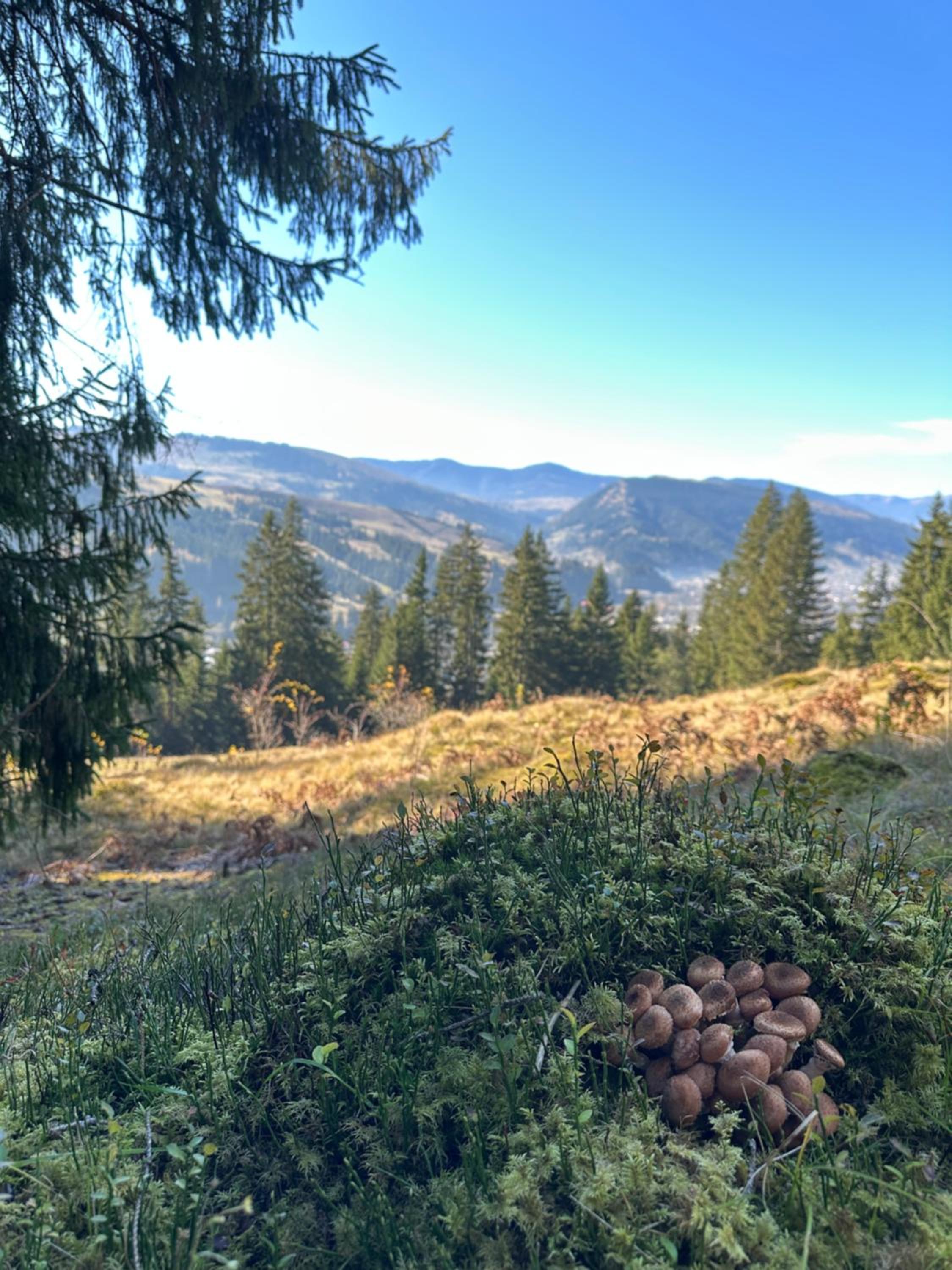 Petrick House view 2